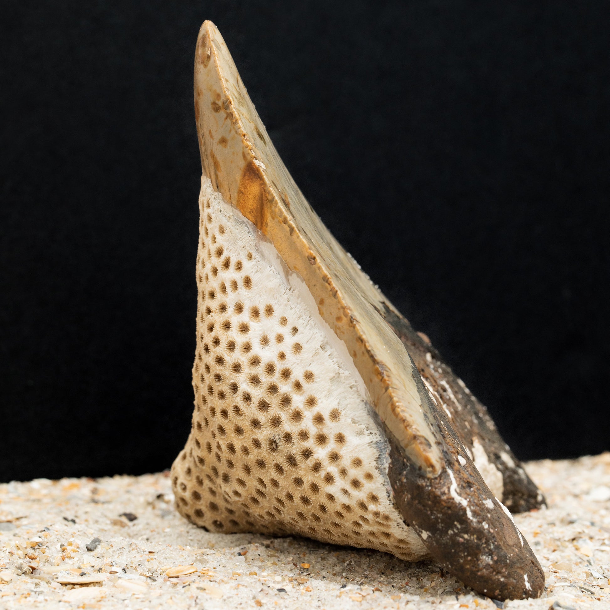 Massive Six Inch Megalodon Shark Tooth w/ Giant Fossilized Coral Attached | 6.1" Authentic, All Natural Fossil