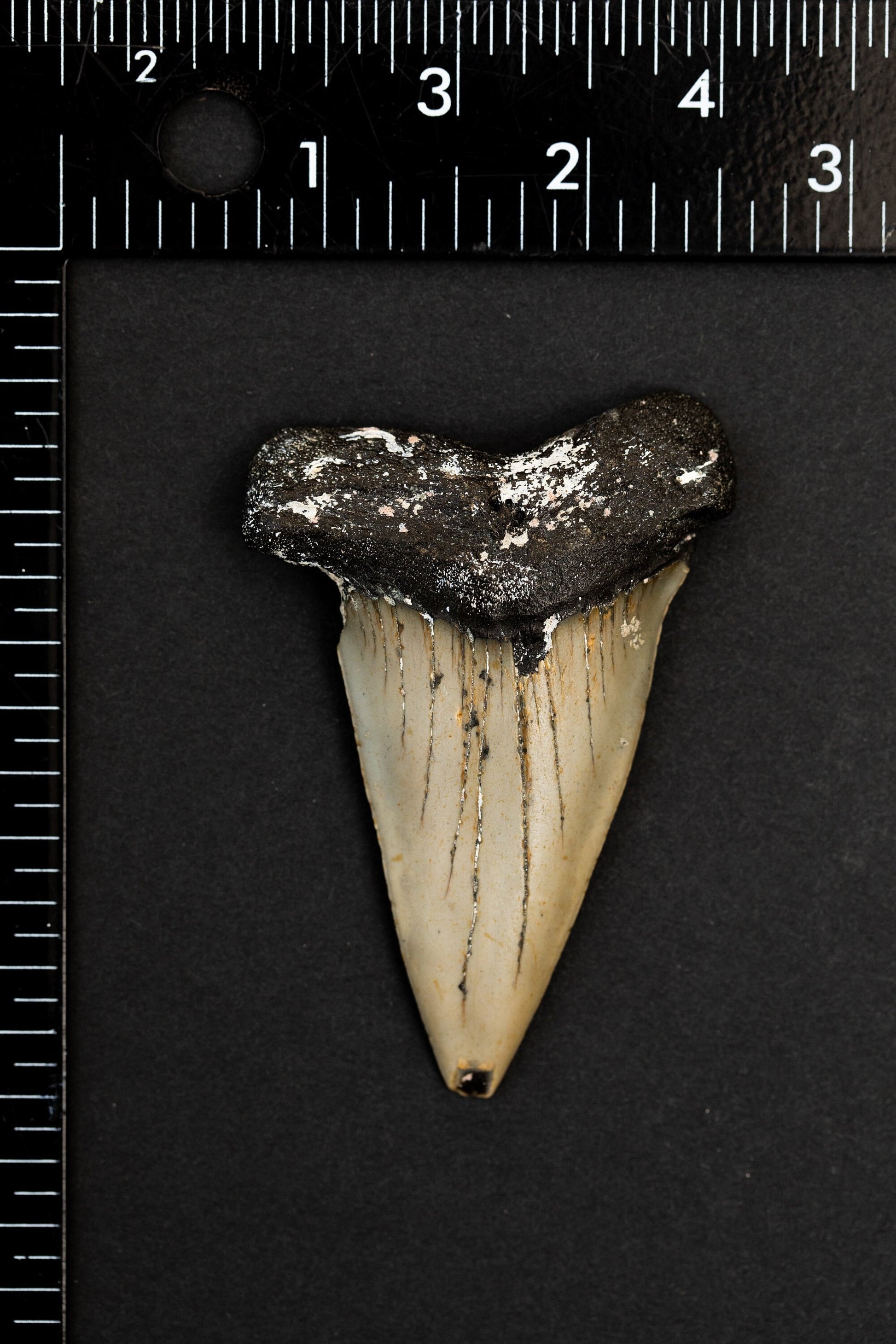 Authentic 2.8" Mako Shark Tooth | Huge Fossil Hastalis Tooth