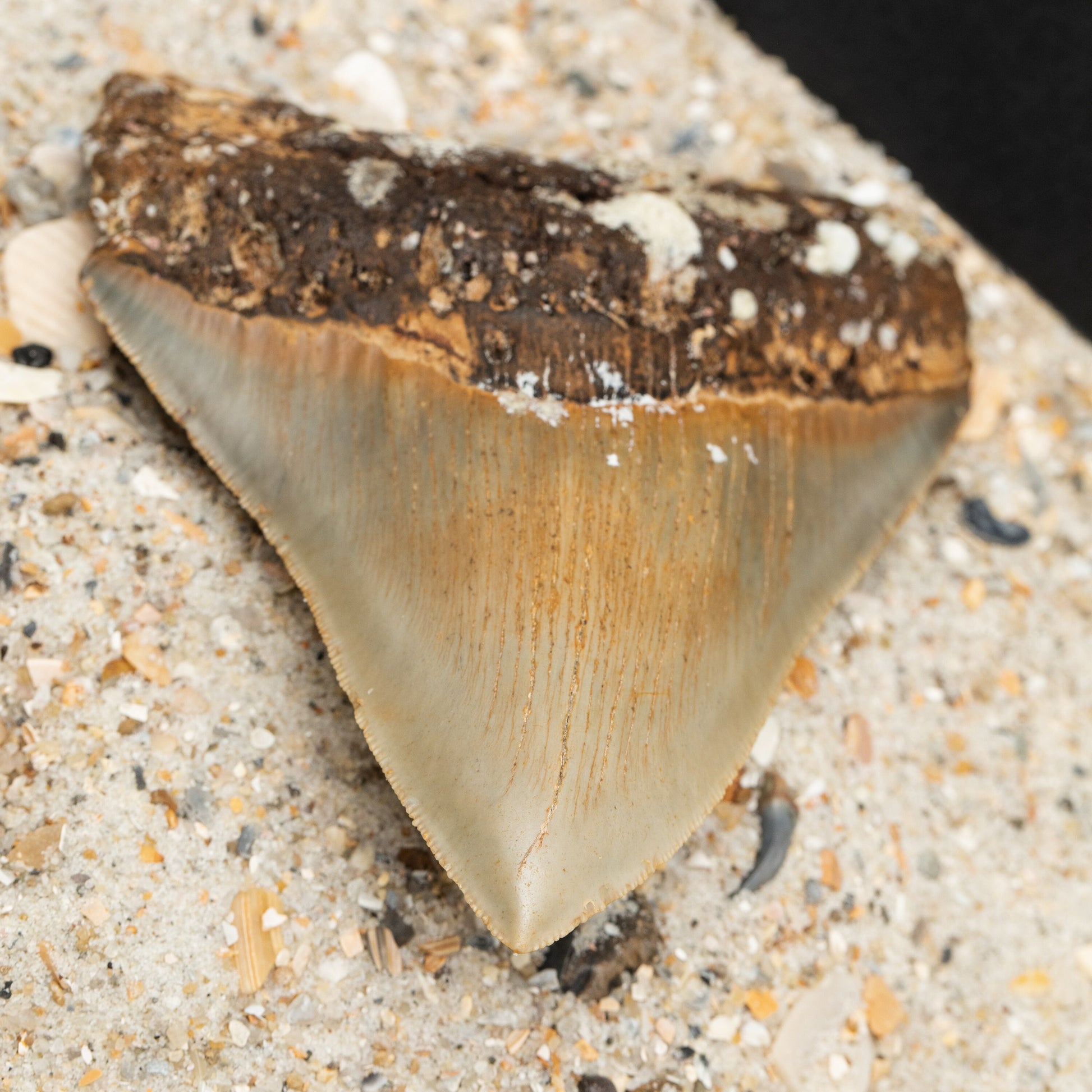 Authentic Megalodon Shark Tooth 4.72" x 3.77" High Quality, Serrated Fossil from North Carolina