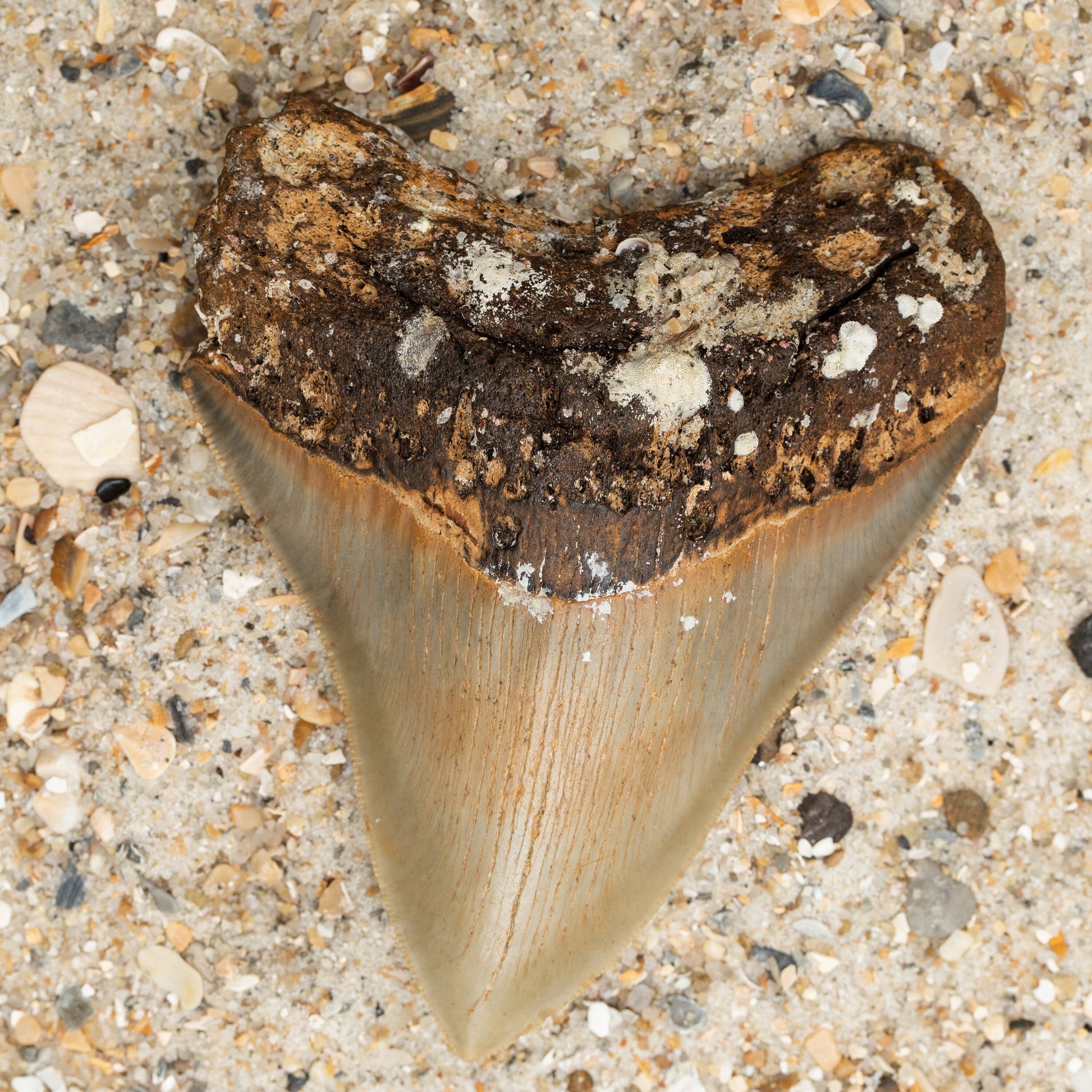 Authentic Megalodon Shark Tooth 4.72" x 3.77" High Quality, Serrated Fossil from North Carolina