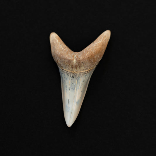 High Quality 1.83" Fossil Shark Tooth | Authentic Hastalis Fossil From CA