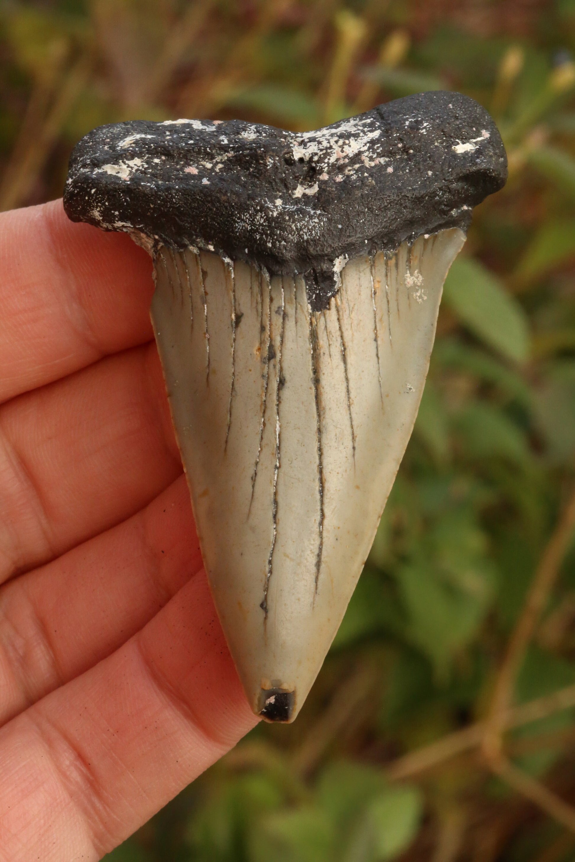 Authentic 2.8" Mako Shark Tooth | Huge Fossil Hastalis Tooth