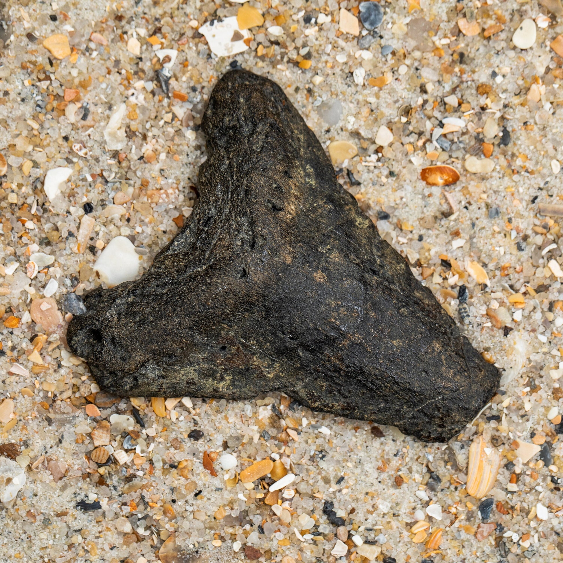 Digested Megalodon Shark Tooth | 3.0 X 2.44 Authentic Fossil