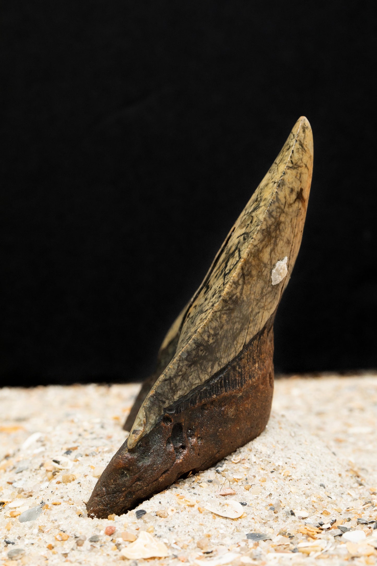 Authentic Megalodon Shark Tooth | 4.77" x 3.26" Fossil