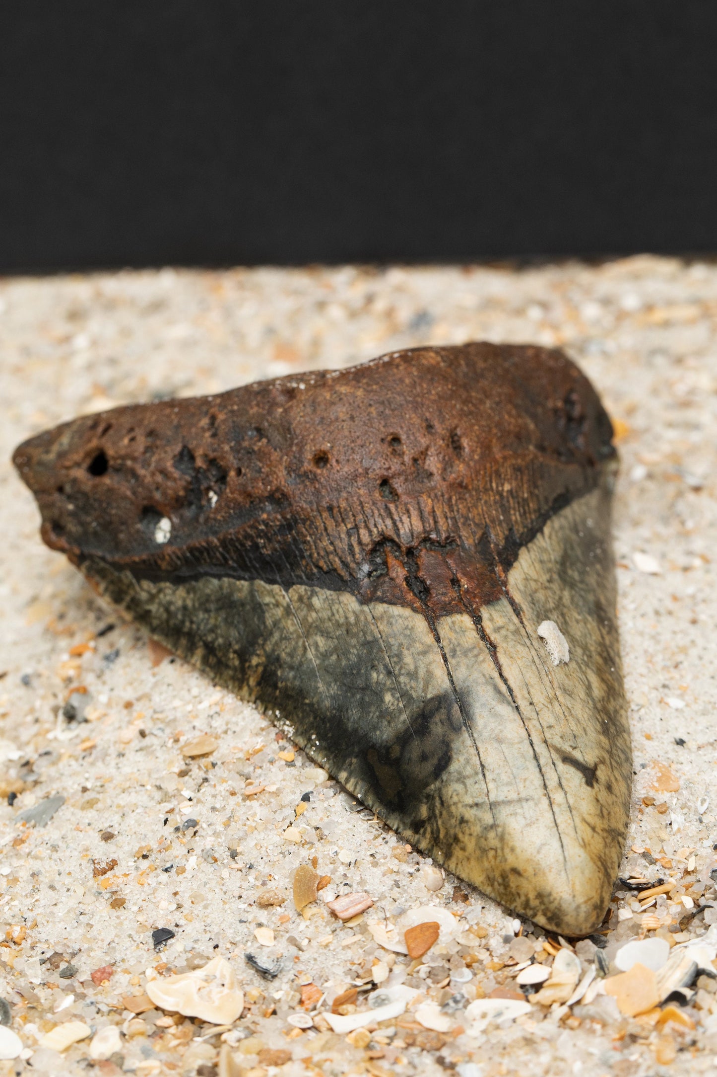 Authentic Megalodon Shark Tooth | 4.77" x 3.26" Fossil