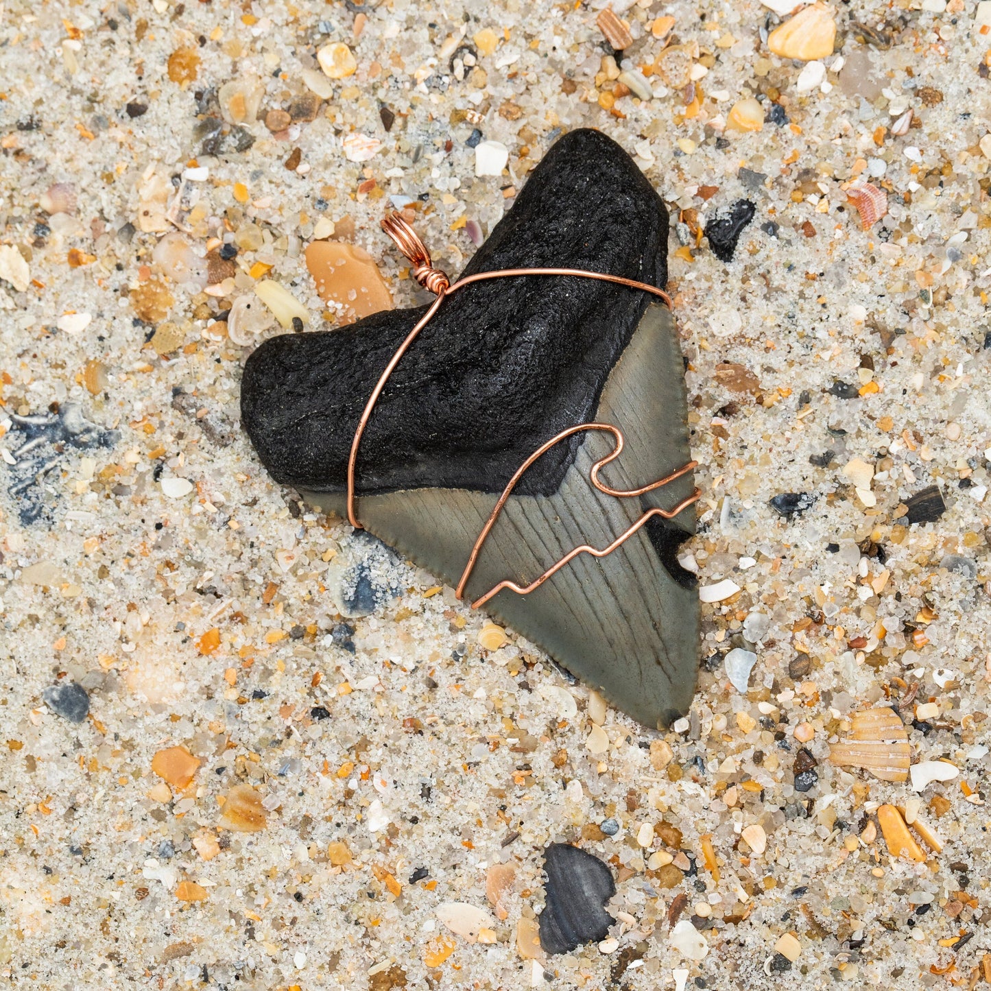 Authentic Megalodon Shark Tooth Pendant w/ Rose Gold Wire Wrap & 18" Satellite Chain