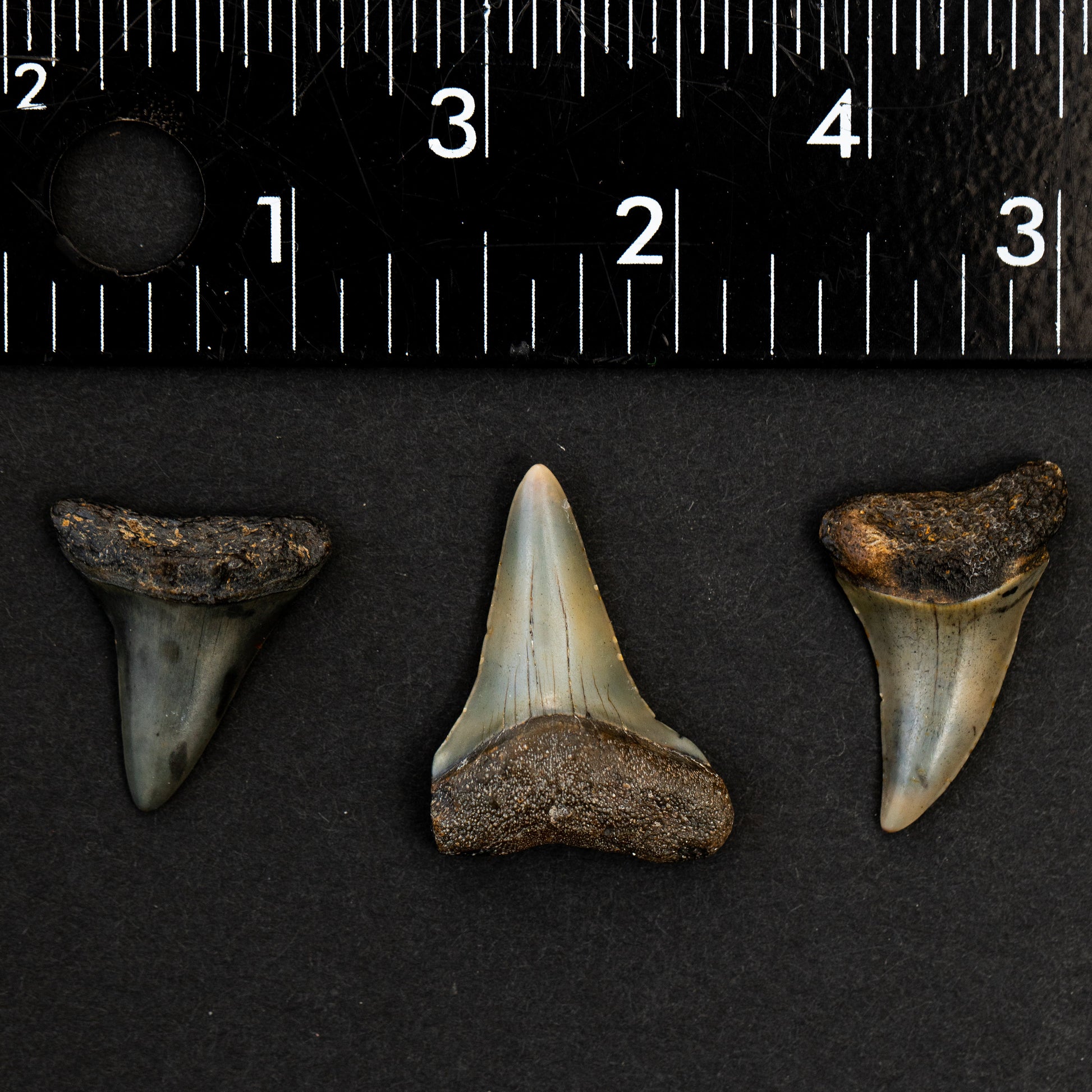 3 Authentic Hastalis Shark Teeth from Carolina - Set of 3 All-Natural Fossil Teeth