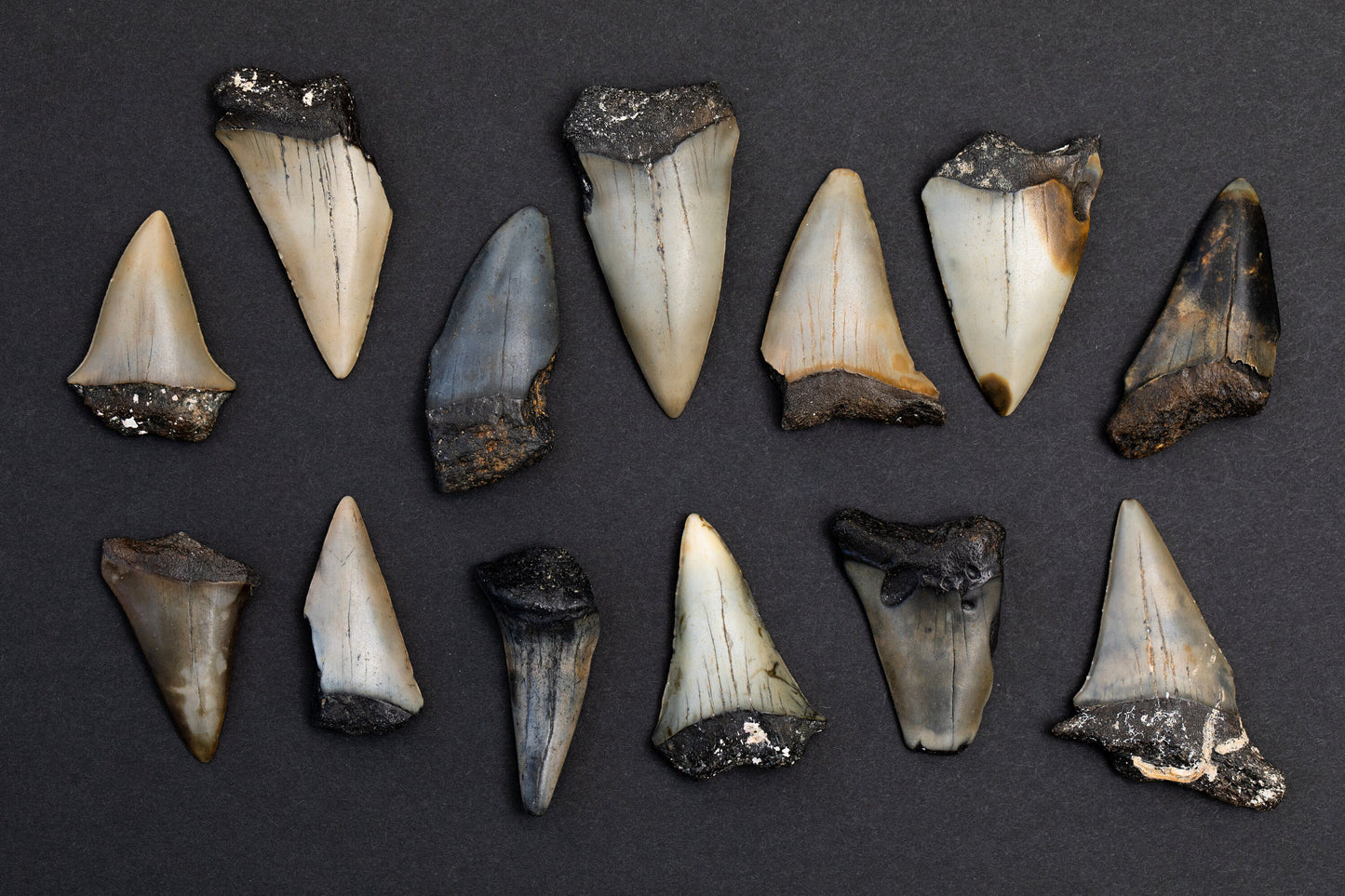 Extinct Mako Shark Teeth (1 Fossil Tooth Per Order)