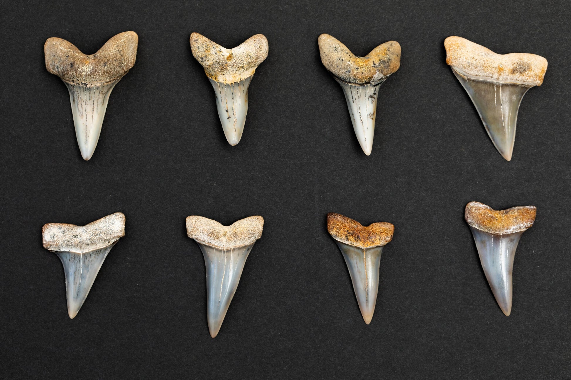 Authentic Mako Shark Teeth | Beautiful & Rare Hastalis Fossils from Bakersfield, CA