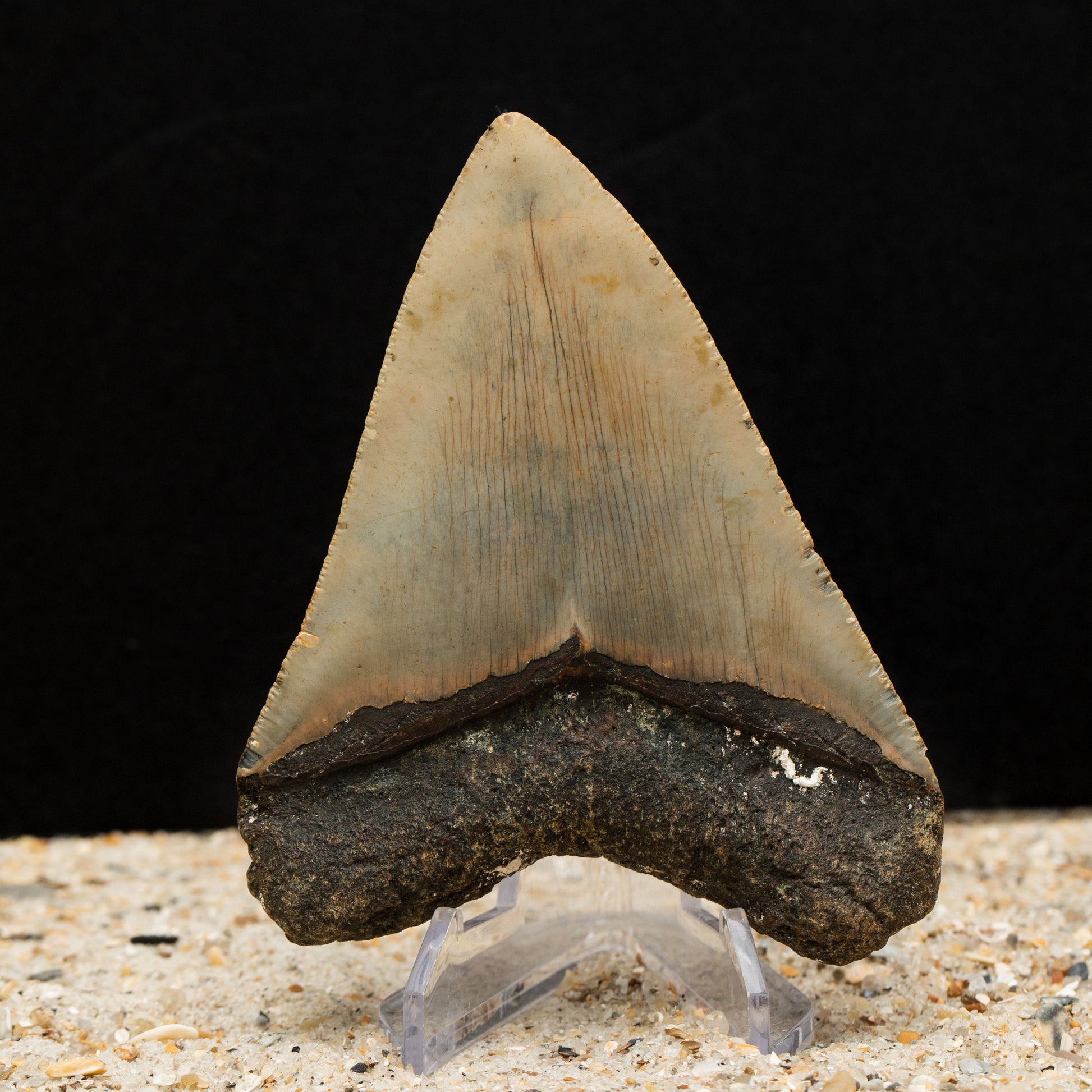 Authentic Megalodon Shark Tooth w/ Natural Barnacle Growth Attached