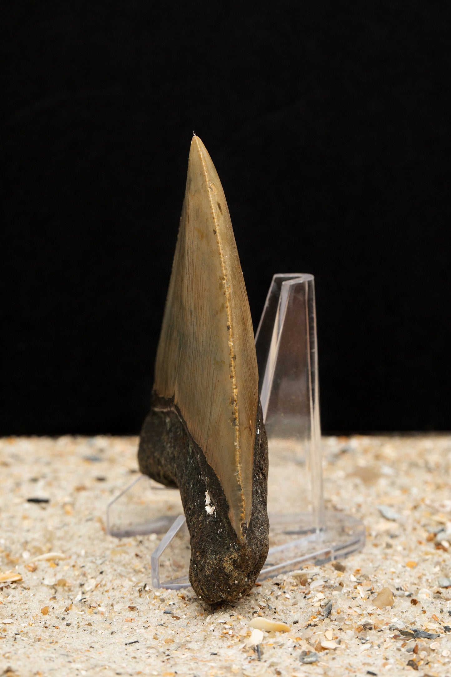 Authentic Megalodon Shark Tooth w/ Natural Barnacle Growth Attached