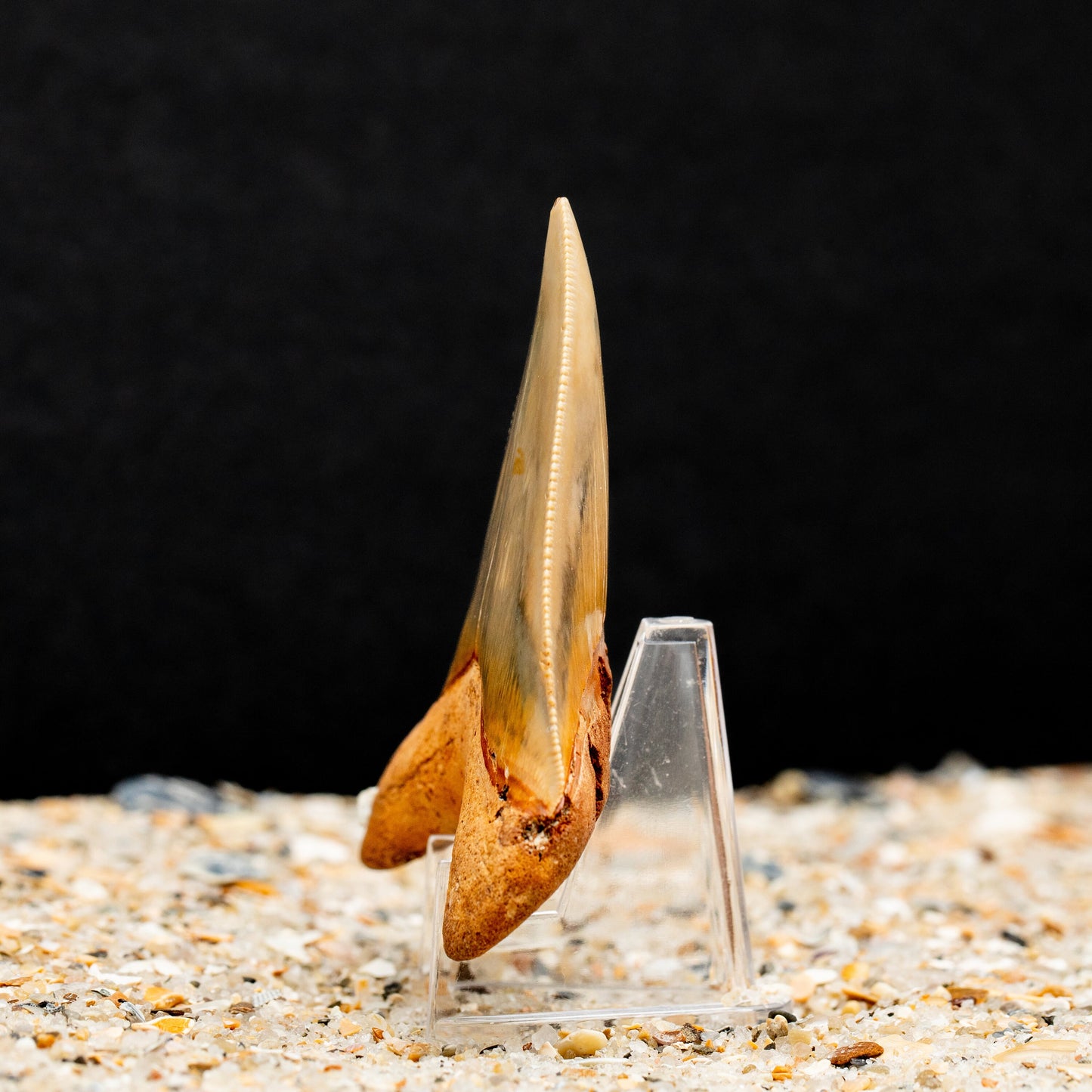 Beautiful Otodus Chubutensis Shark Tooth | Authentic Fossil