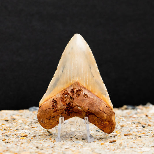 Beautiful Otodus Chubutensis Shark Tooth | Authentic Fossil