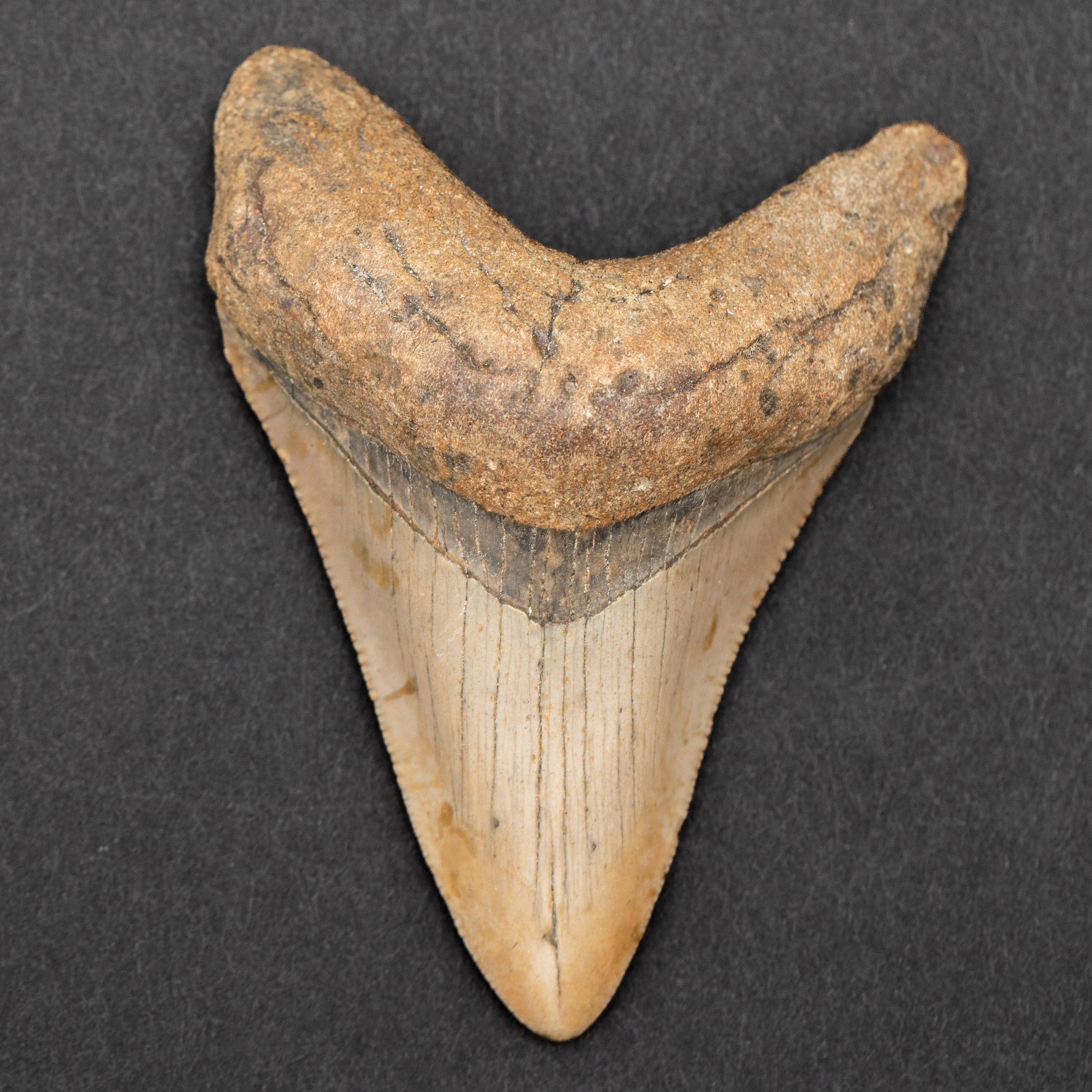 Authentic Megalodon Shark Tooth