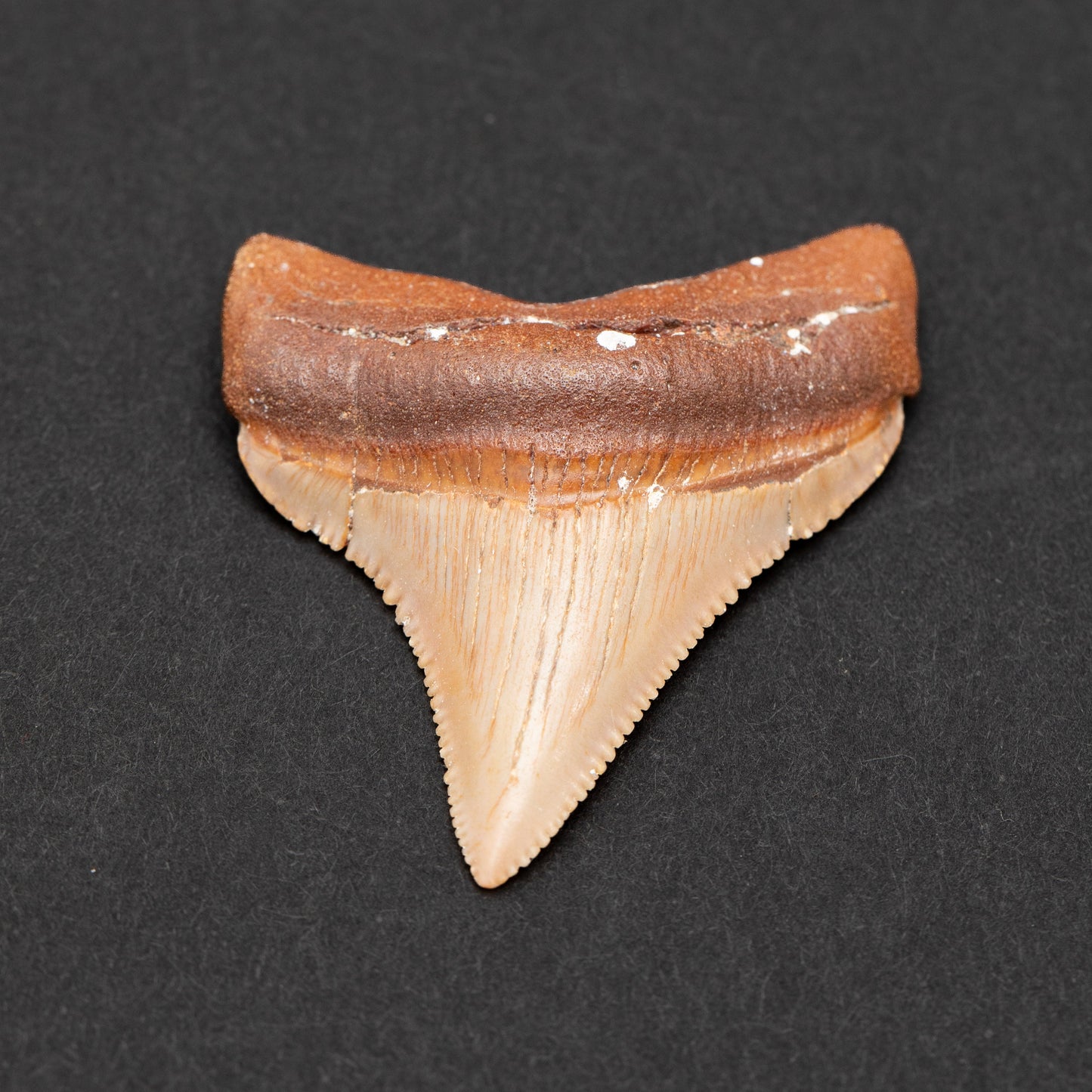 Authentic Chubutensis Shark Tooth | 1.7” x 1.4” NC Fossil