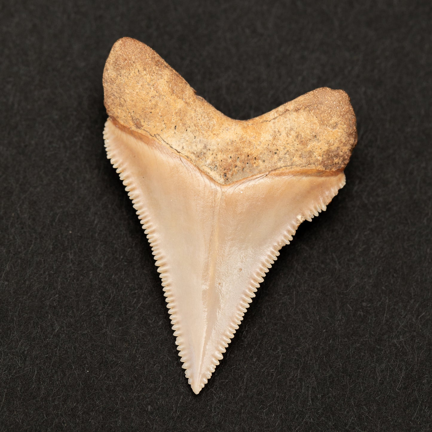 Otodus Chubutensis Shark Tooth | Rare Carolina Fossil | Razor Sharp Serrations