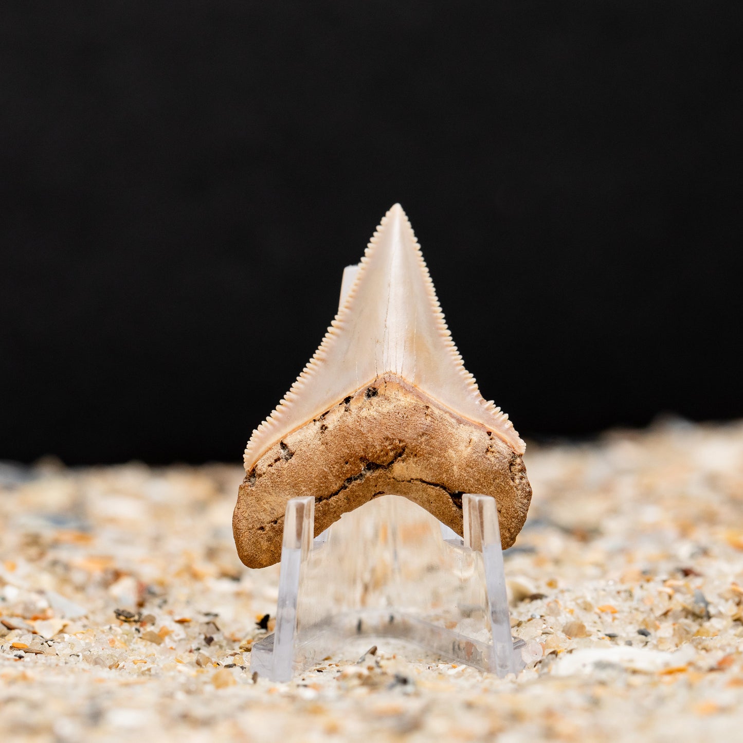 Otodus Chubutensis Shark Tooth | Rare Carolina Fossil | Razor Sharp Serrations