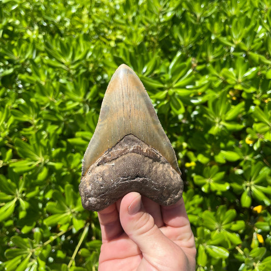 Megalodon Shark Tooth | 4.75” Authentic Fossil Tooth