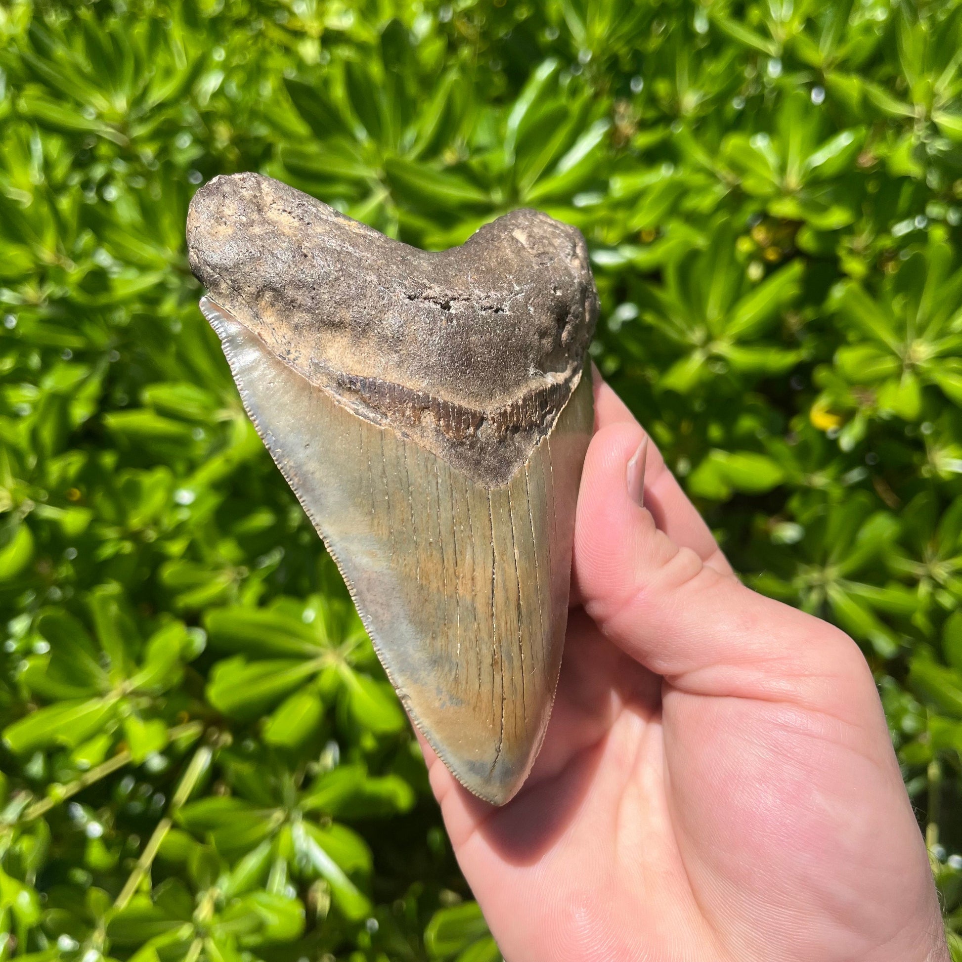 Megalodon Shark Tooth | 4.75” Authentic Fossil Tooth