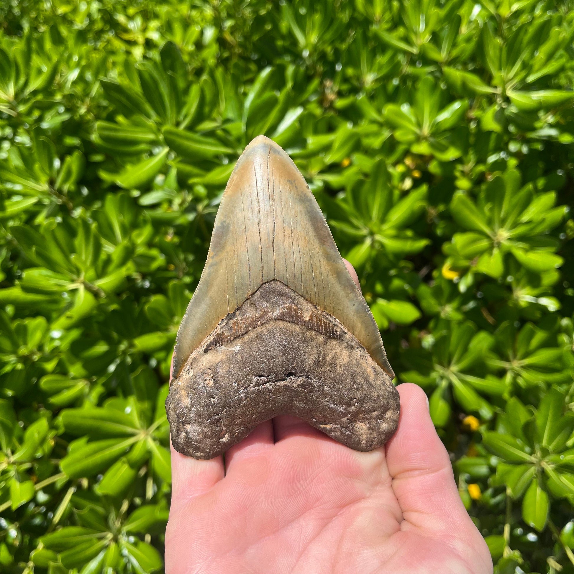 Megalodon Shark Tooth | 4.75” Authentic Fossil Tooth