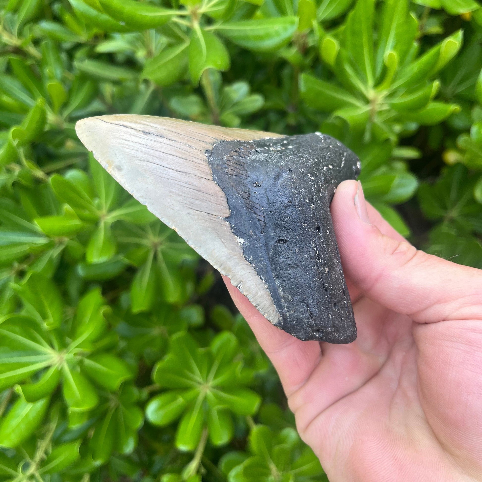 Authentic Megalodon Shark Tooth