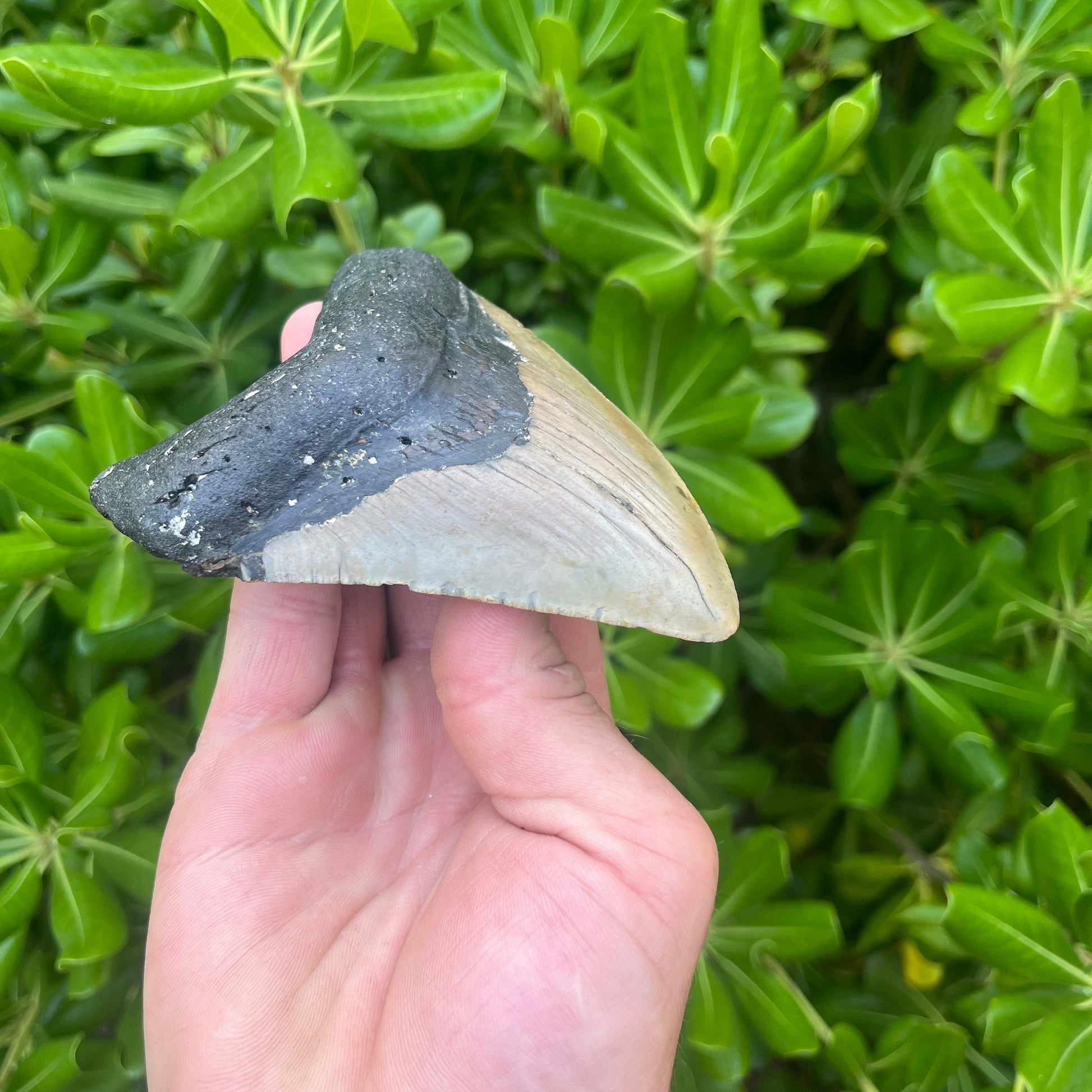 Authentic Megalodon Shark Tooth