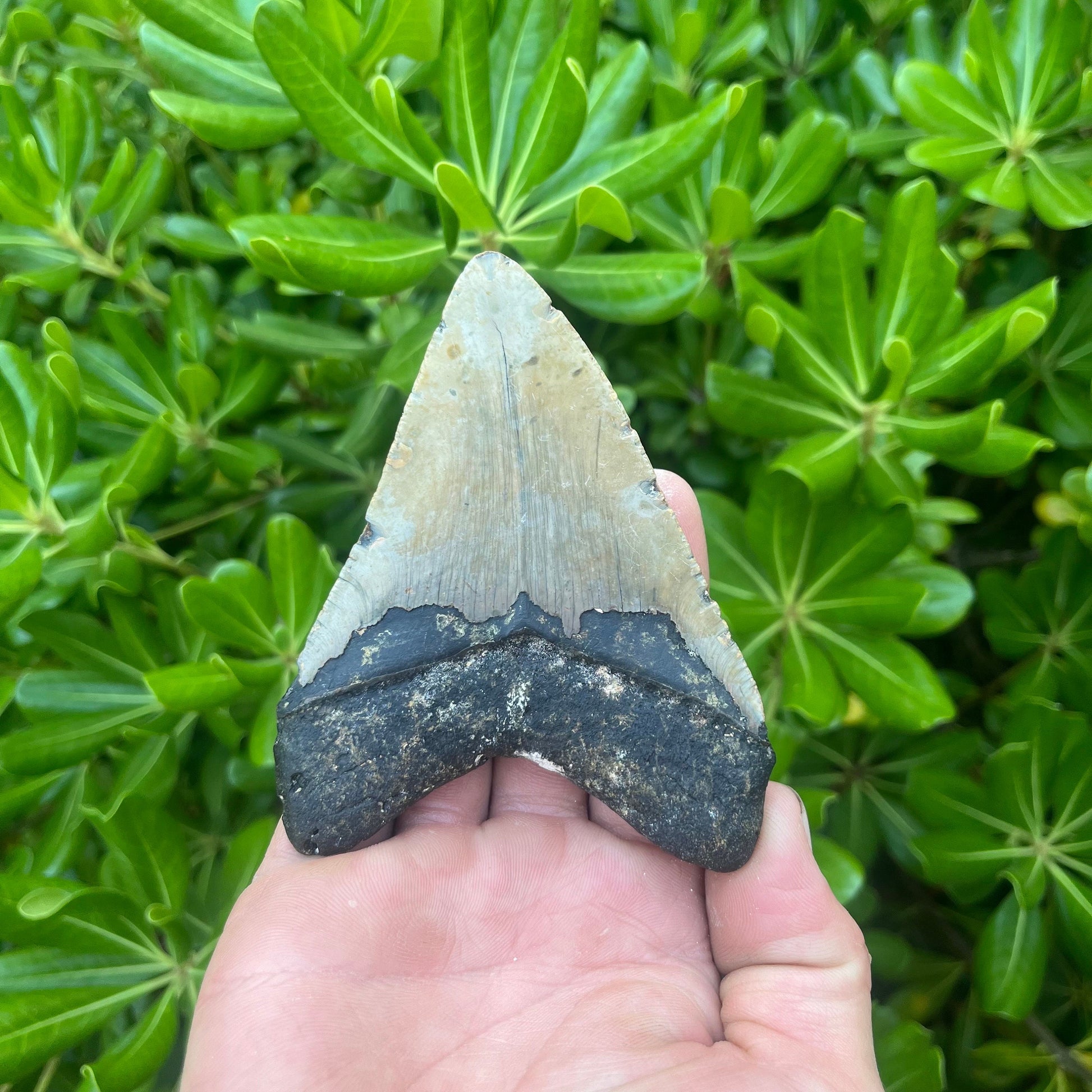 Authentic Megalodon Shark Tooth