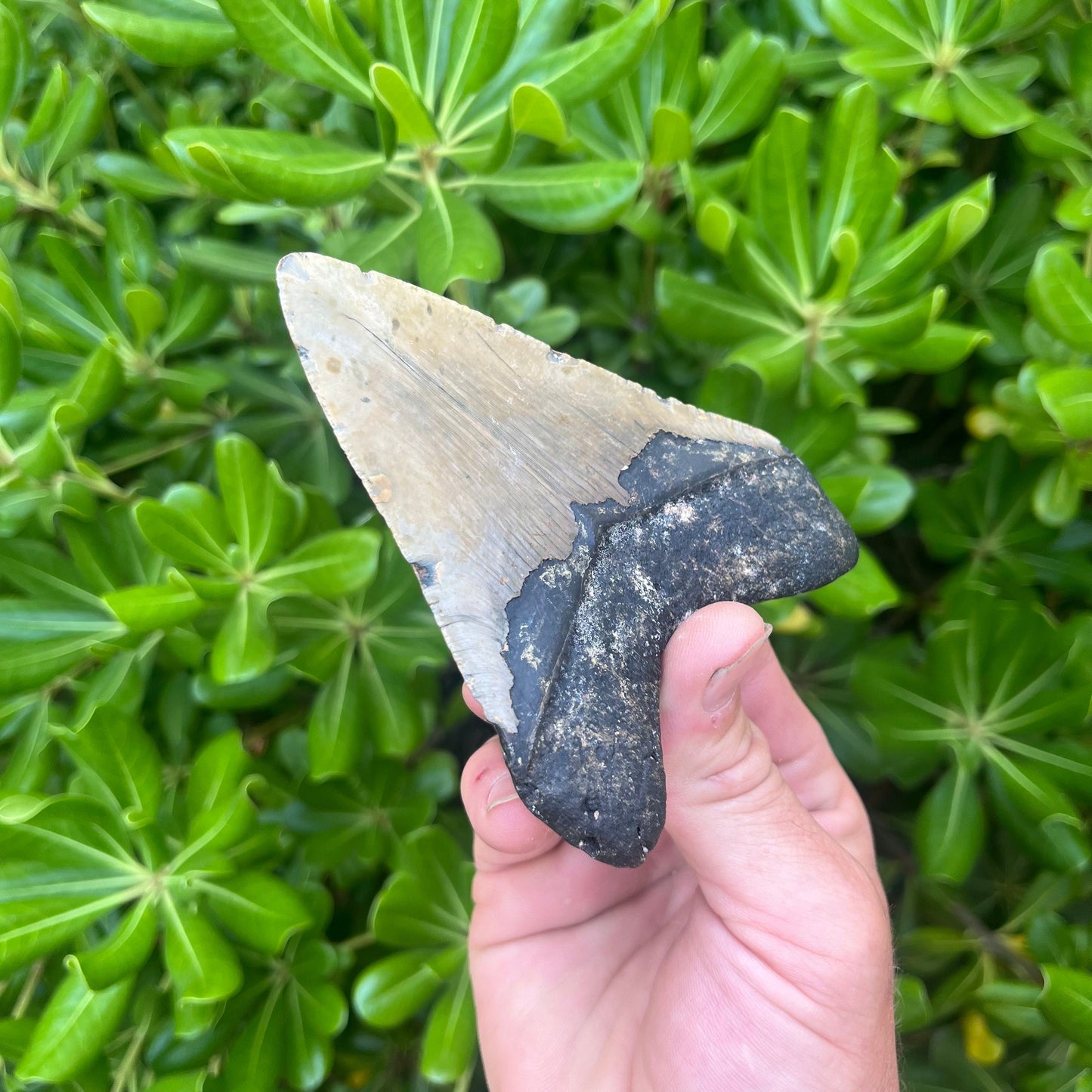 Authentic Megalodon Shark Tooth