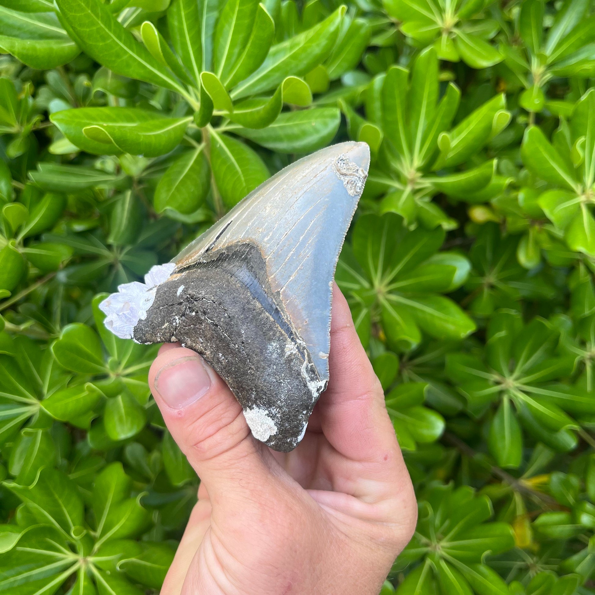 Authentic Megalodon Shark Tooth