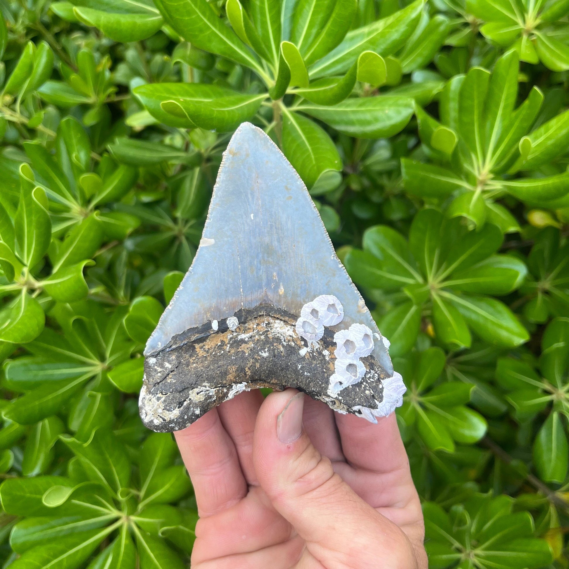 Authentic Megalodon Shark Tooth