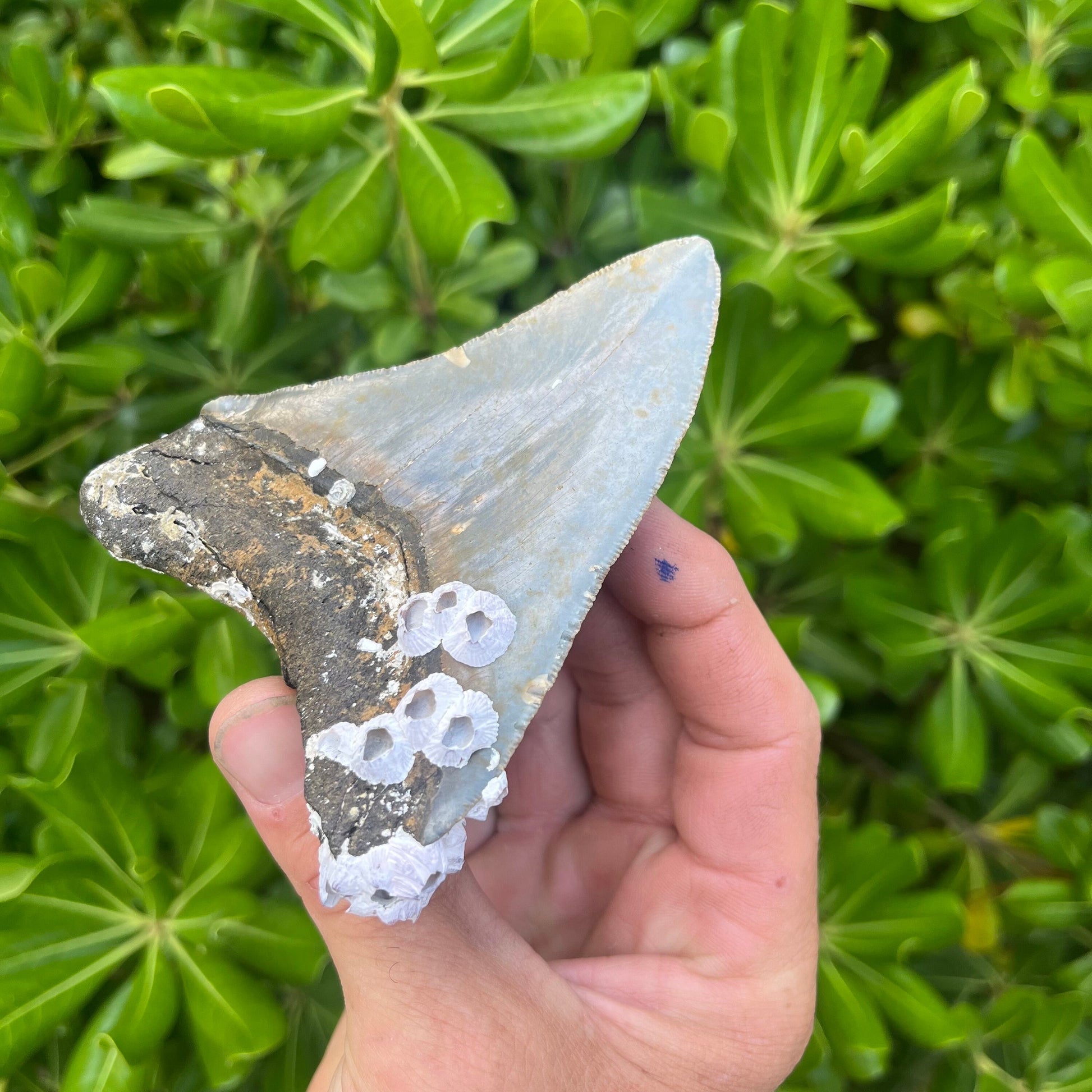 Authentic Megalodon Shark Tooth