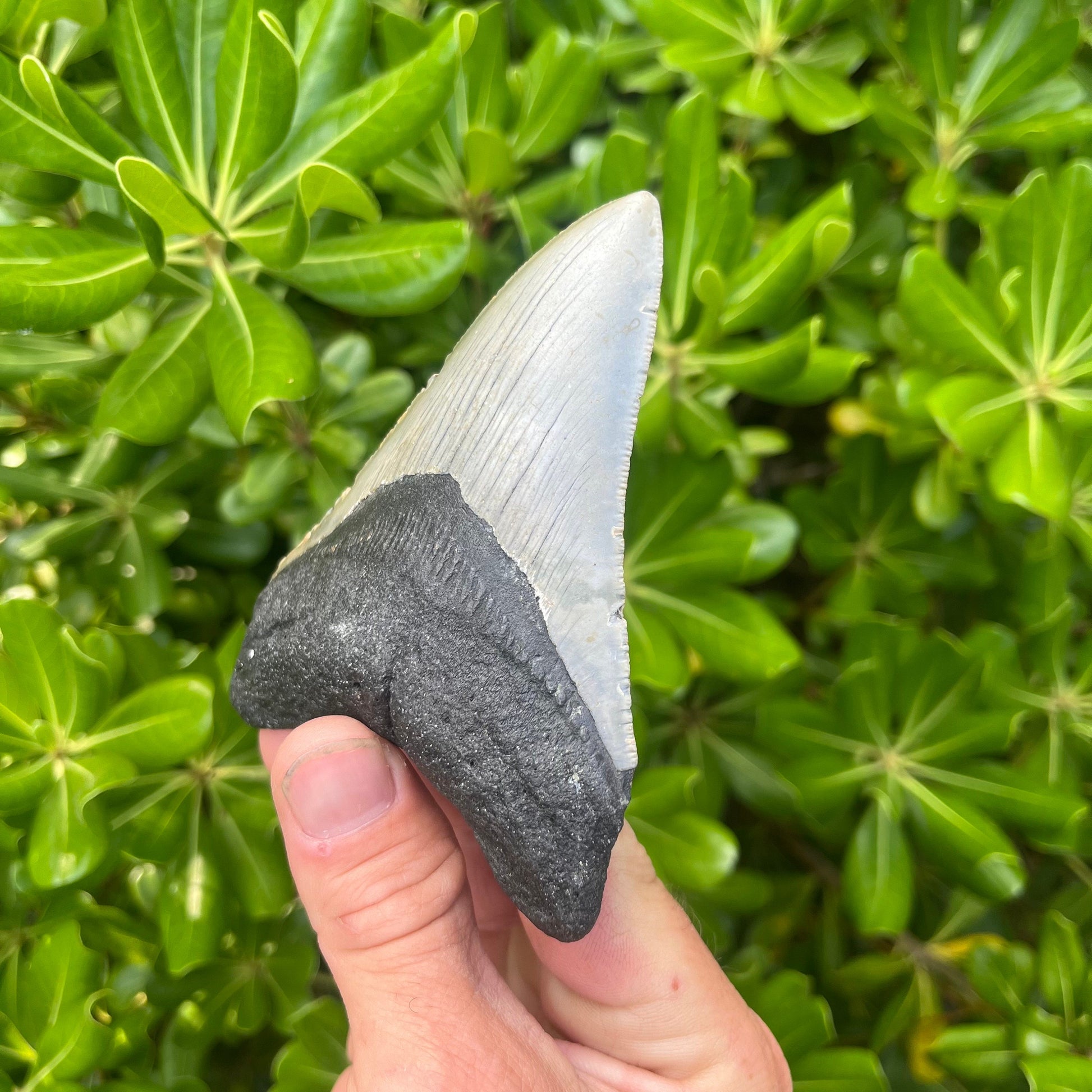 Authentic Megalodon Shark Tooth