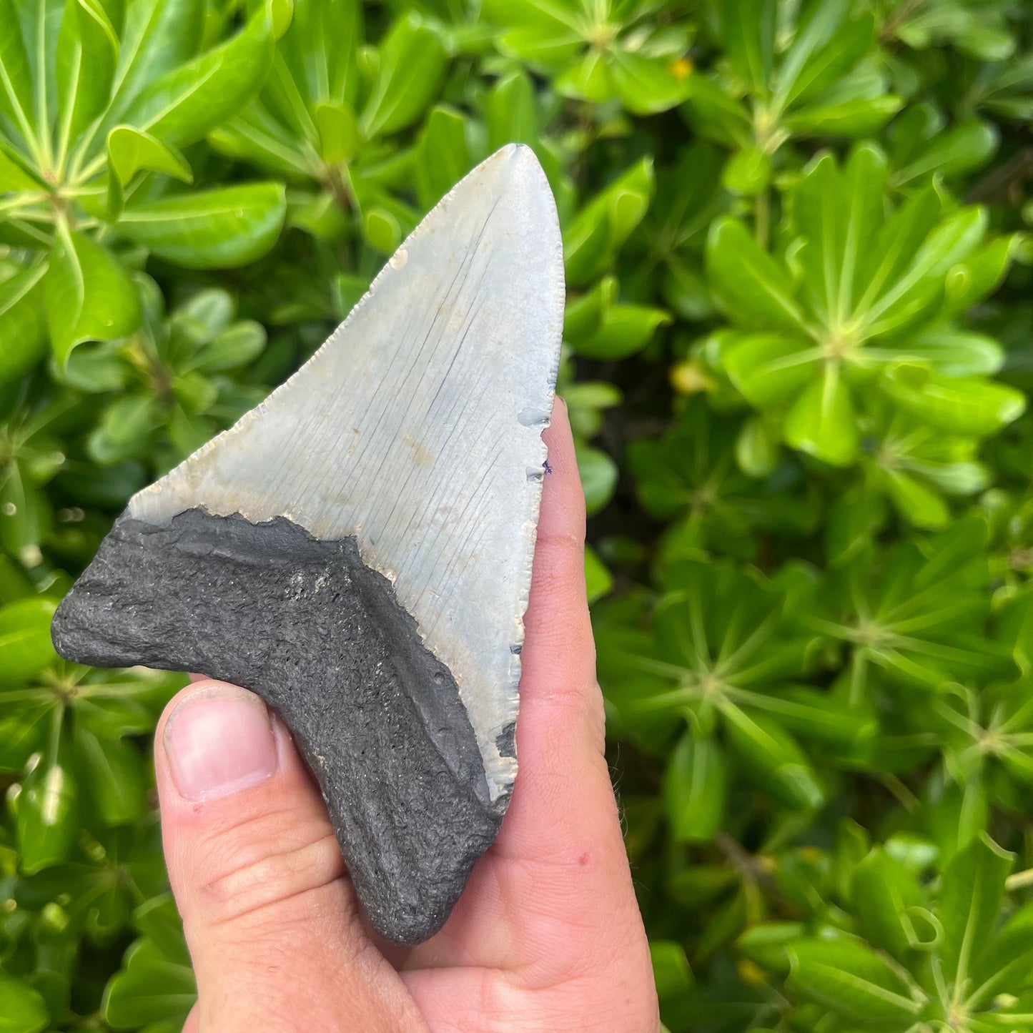 Authentic Megalodon Shark Tooth