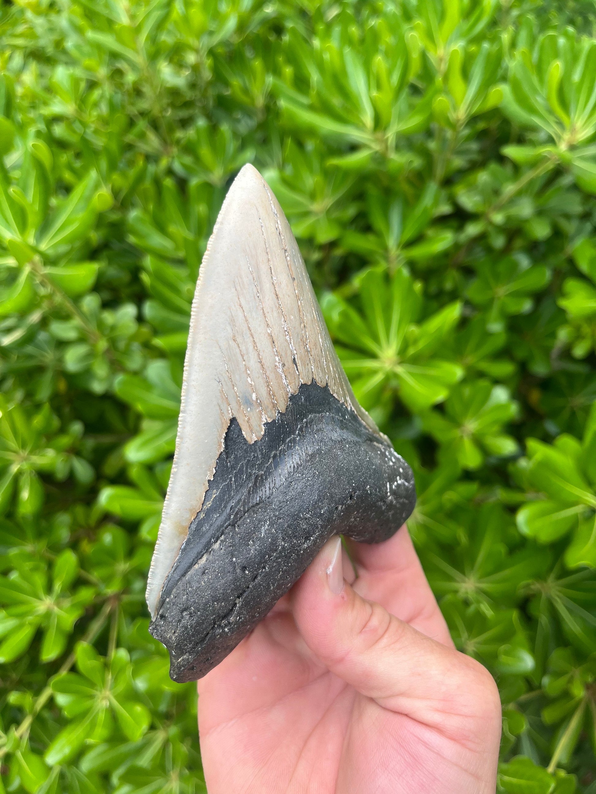 Authentic Megalodon Shark Tooth