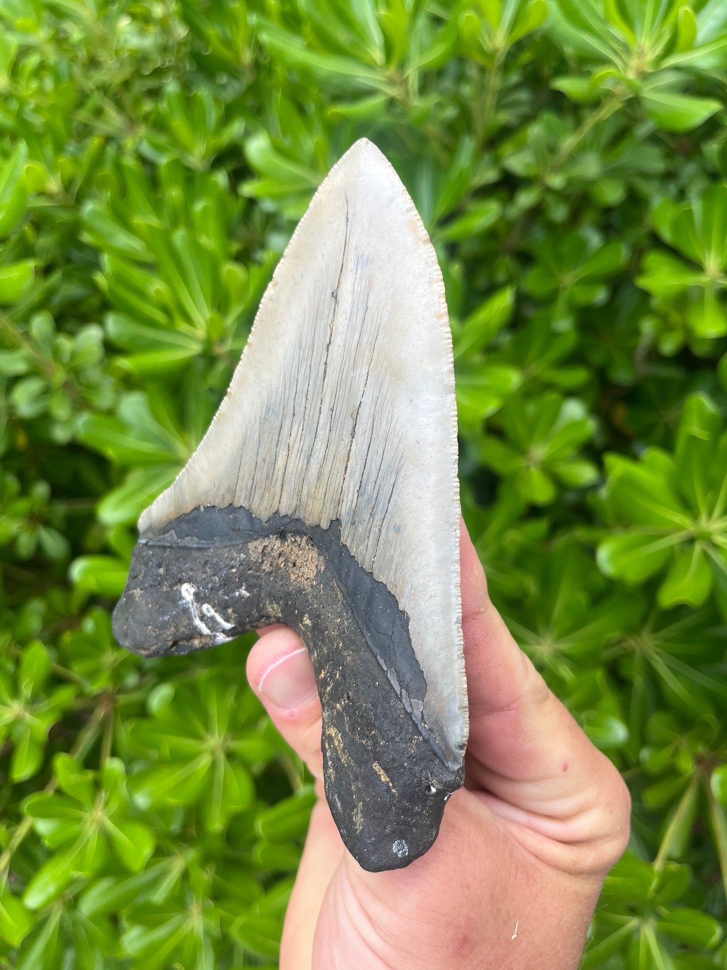 Authentic Megalodon Shark Tooth