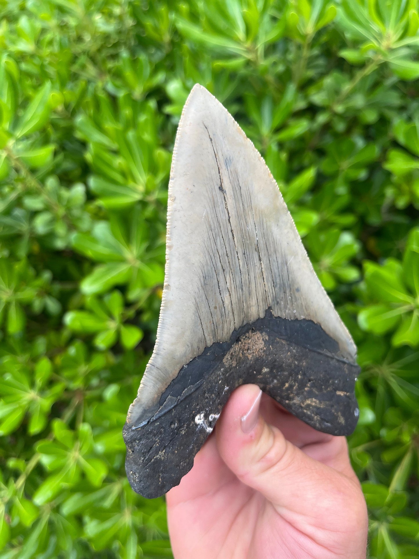 Authentic Megalodon Shark Tooth