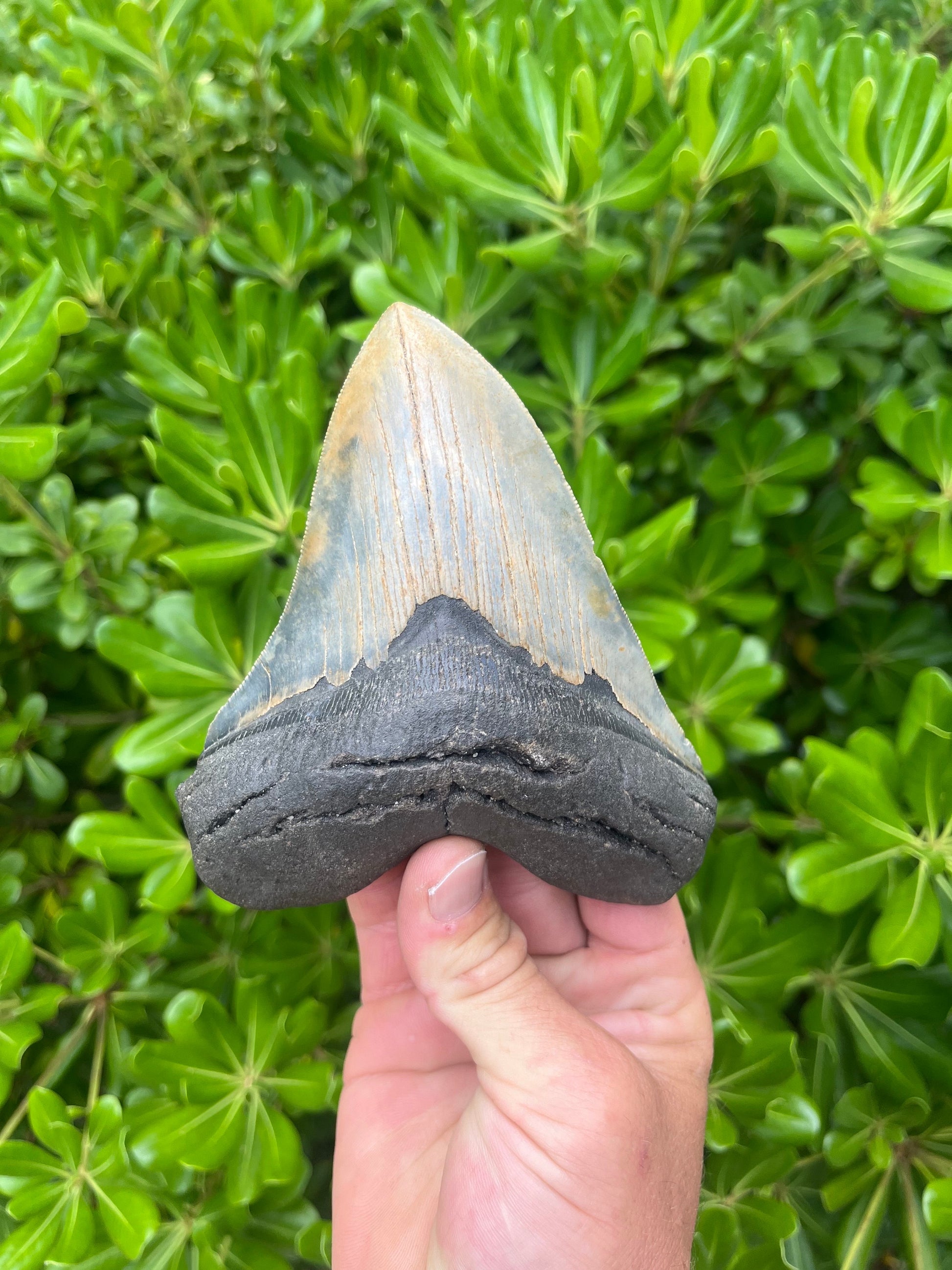 Authentic Megalodon Shark Tooth