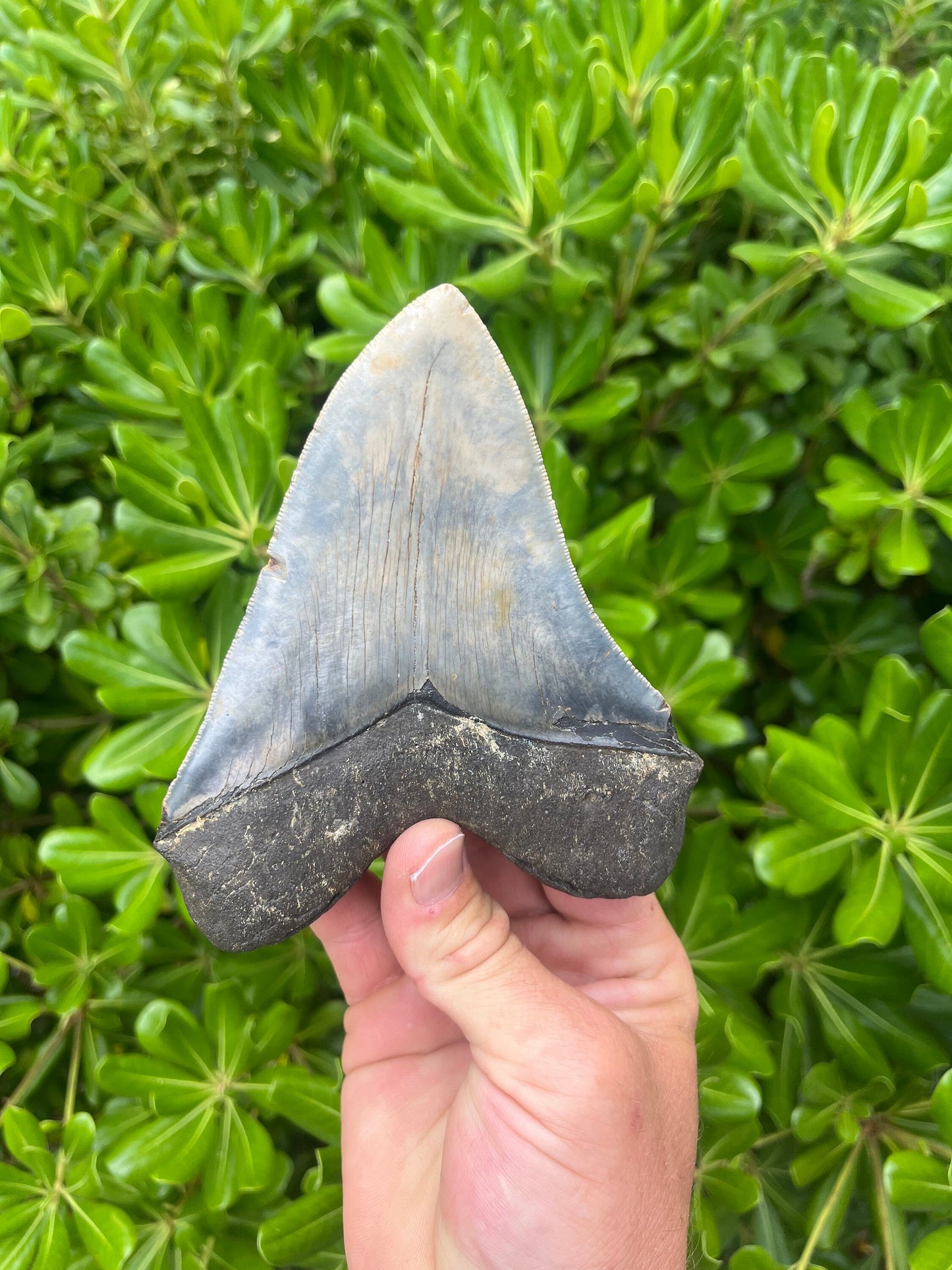 Authentic Megalodon Shark Tooth