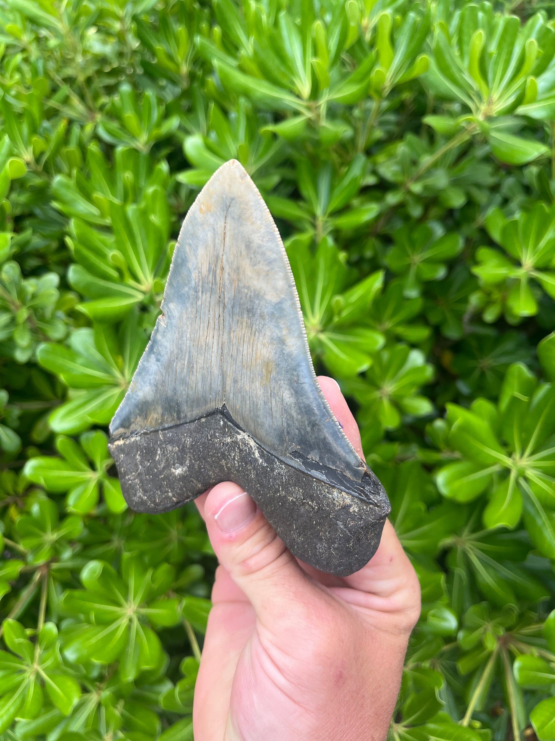 Authentic Megalodon Shark Tooth