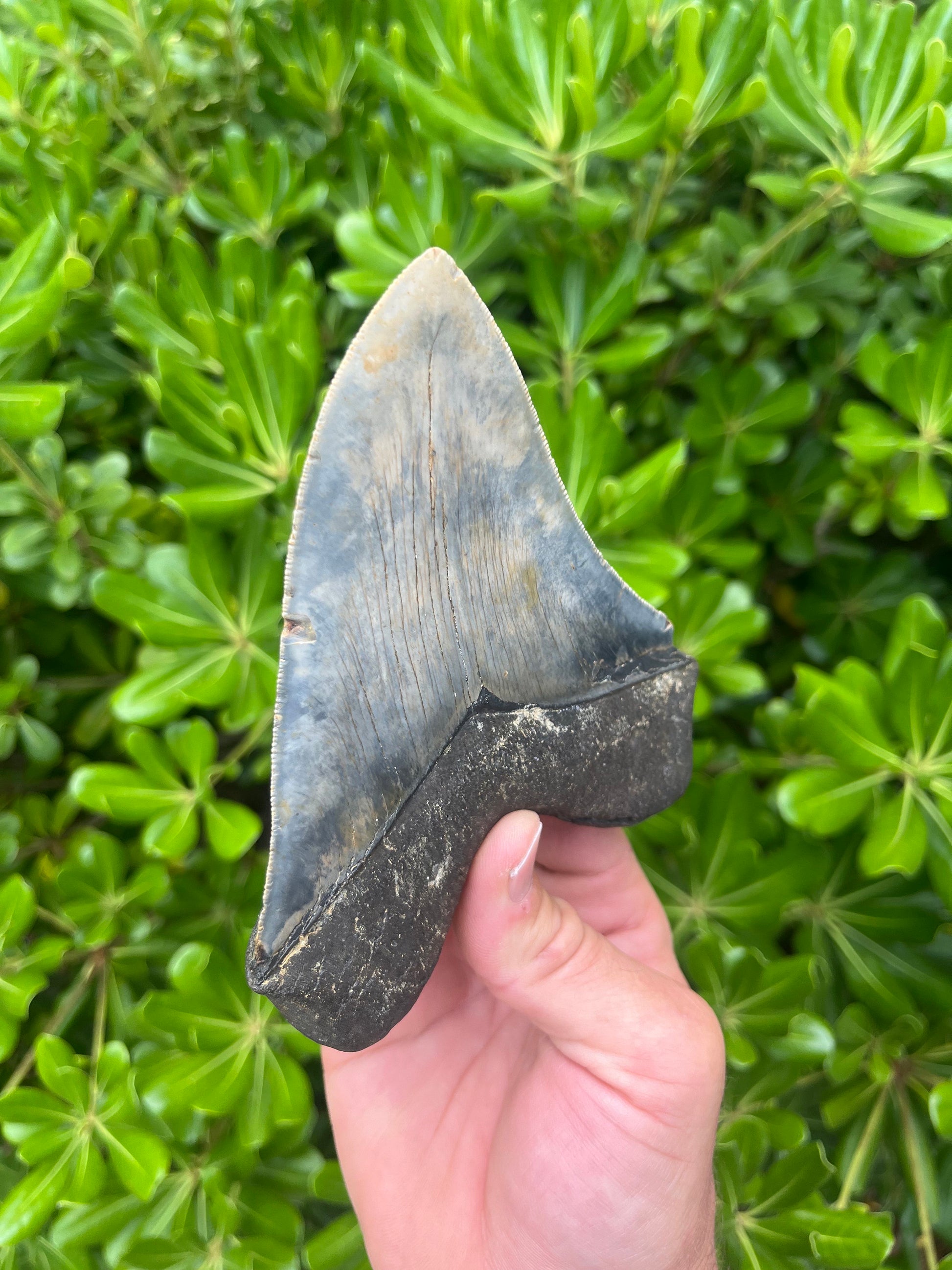 Authentic Megalodon Shark Tooth