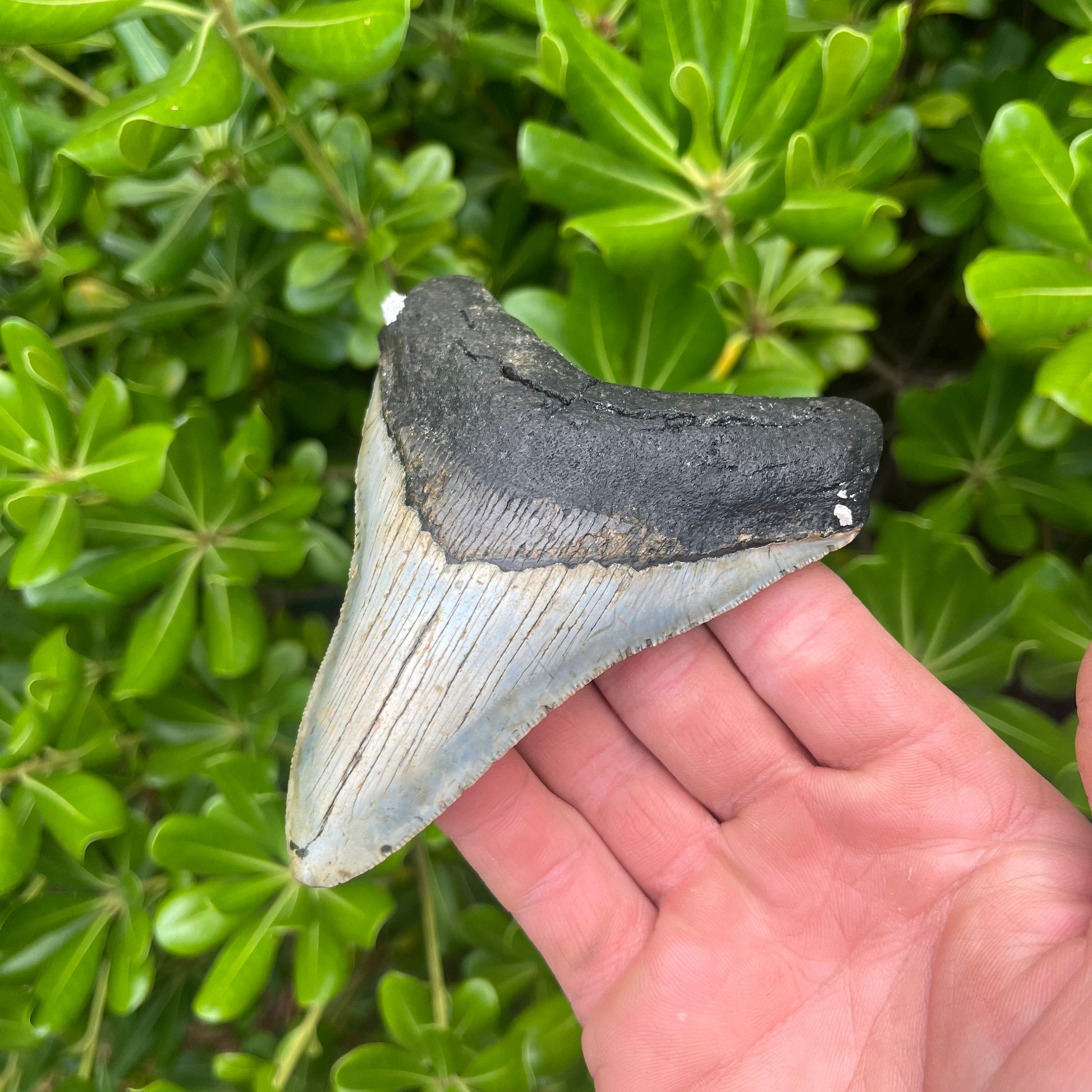 Authentic Megalodon Shark Tooth