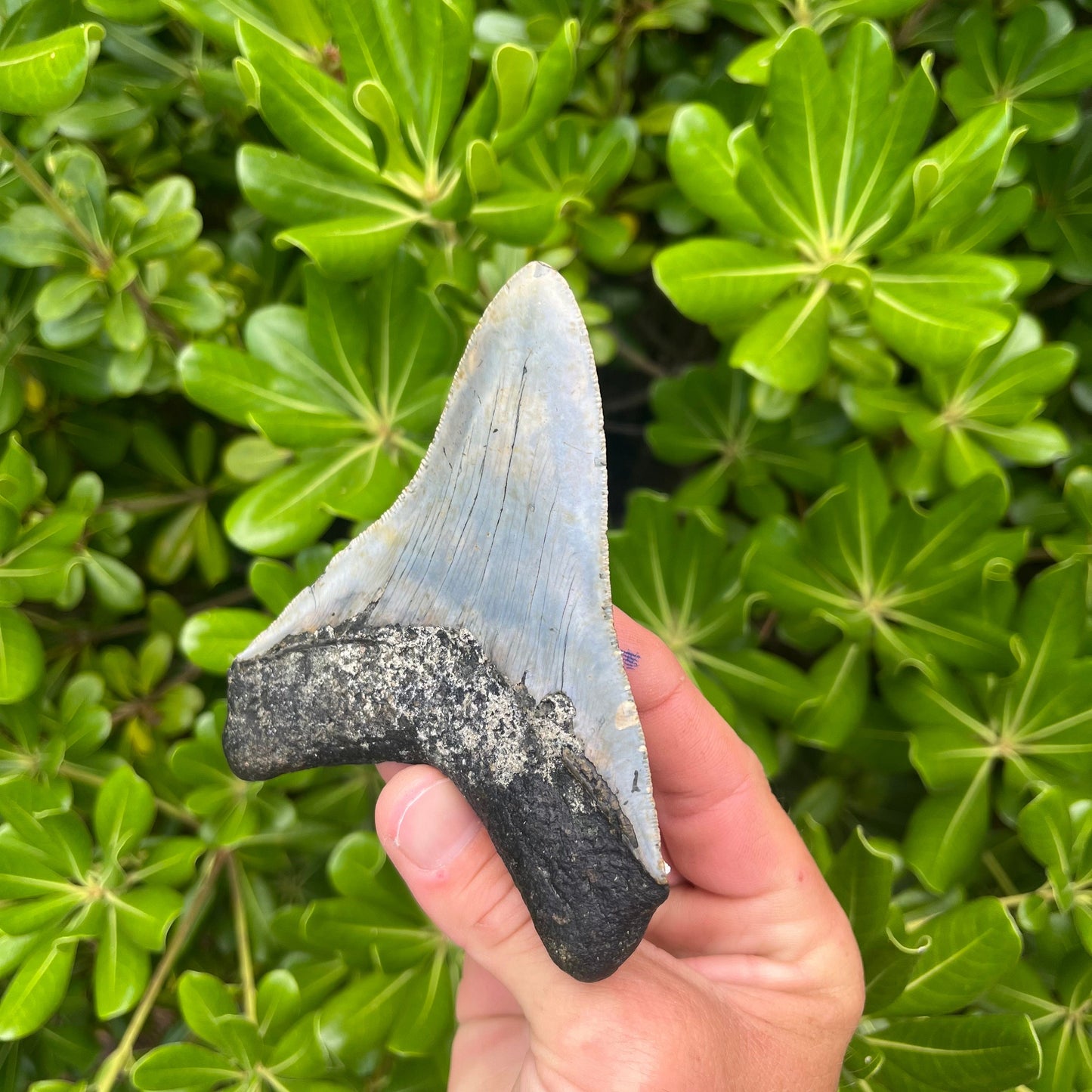 Authentic Megalodon Shark Tooth