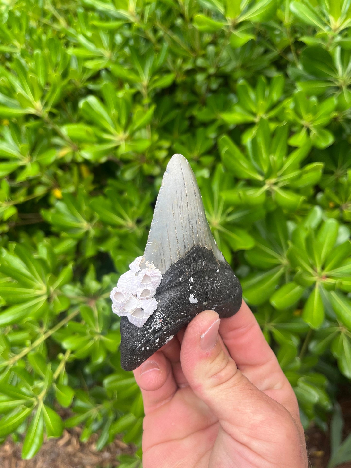 Authentic Megalodon Shark Tooth