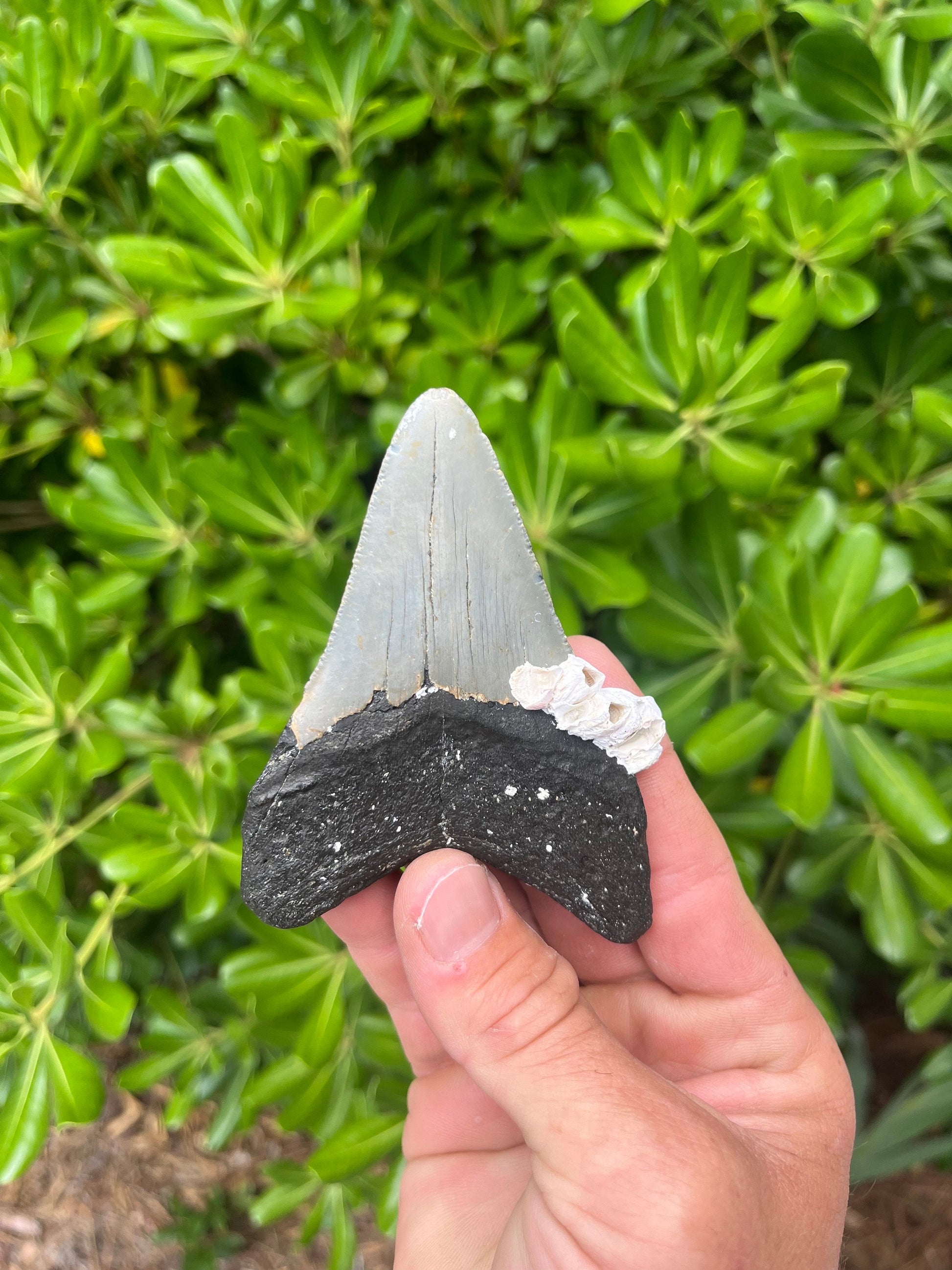 Authentic Megalodon Shark Tooth