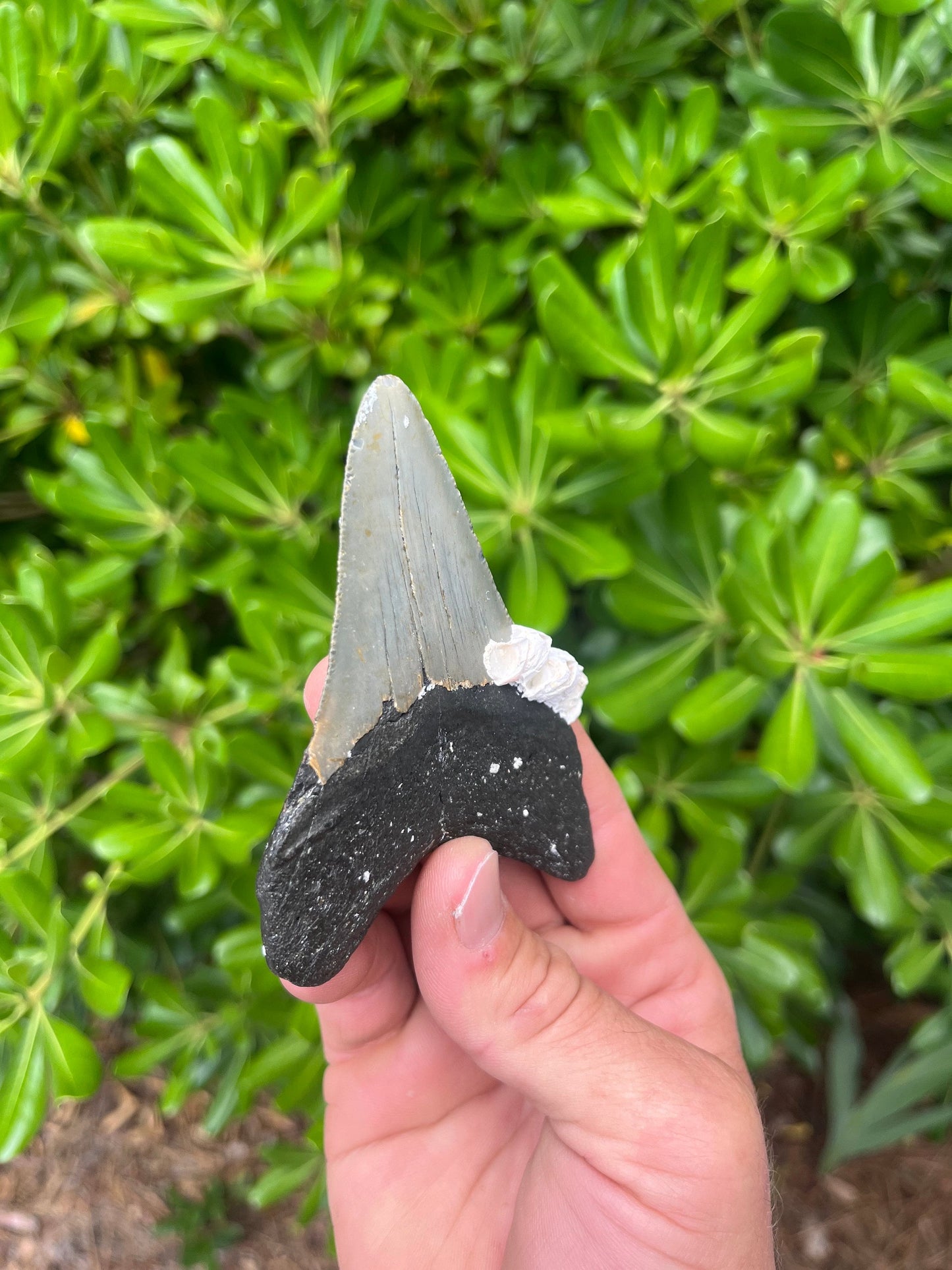 Authentic Megalodon Shark Tooth