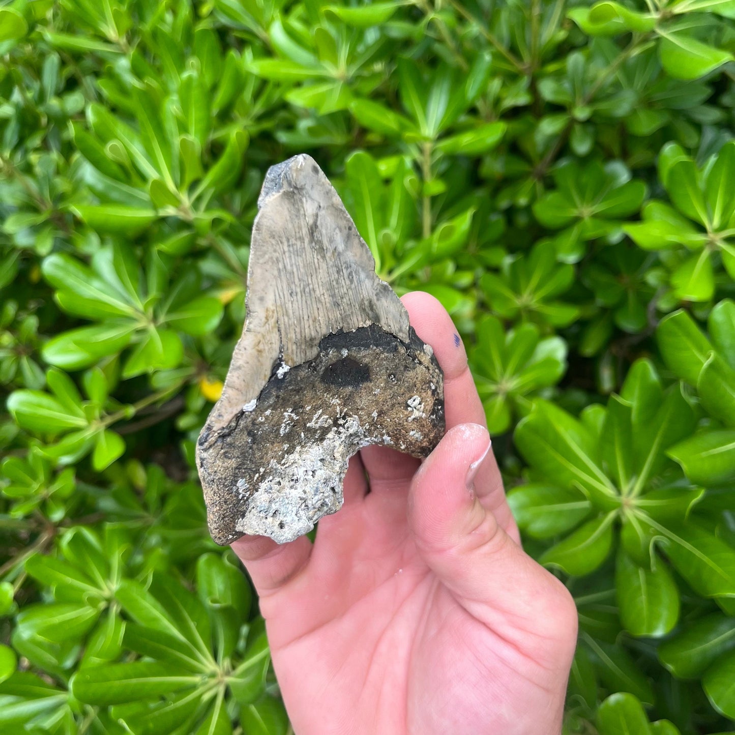 Authentic Megalodon Shark Tooth