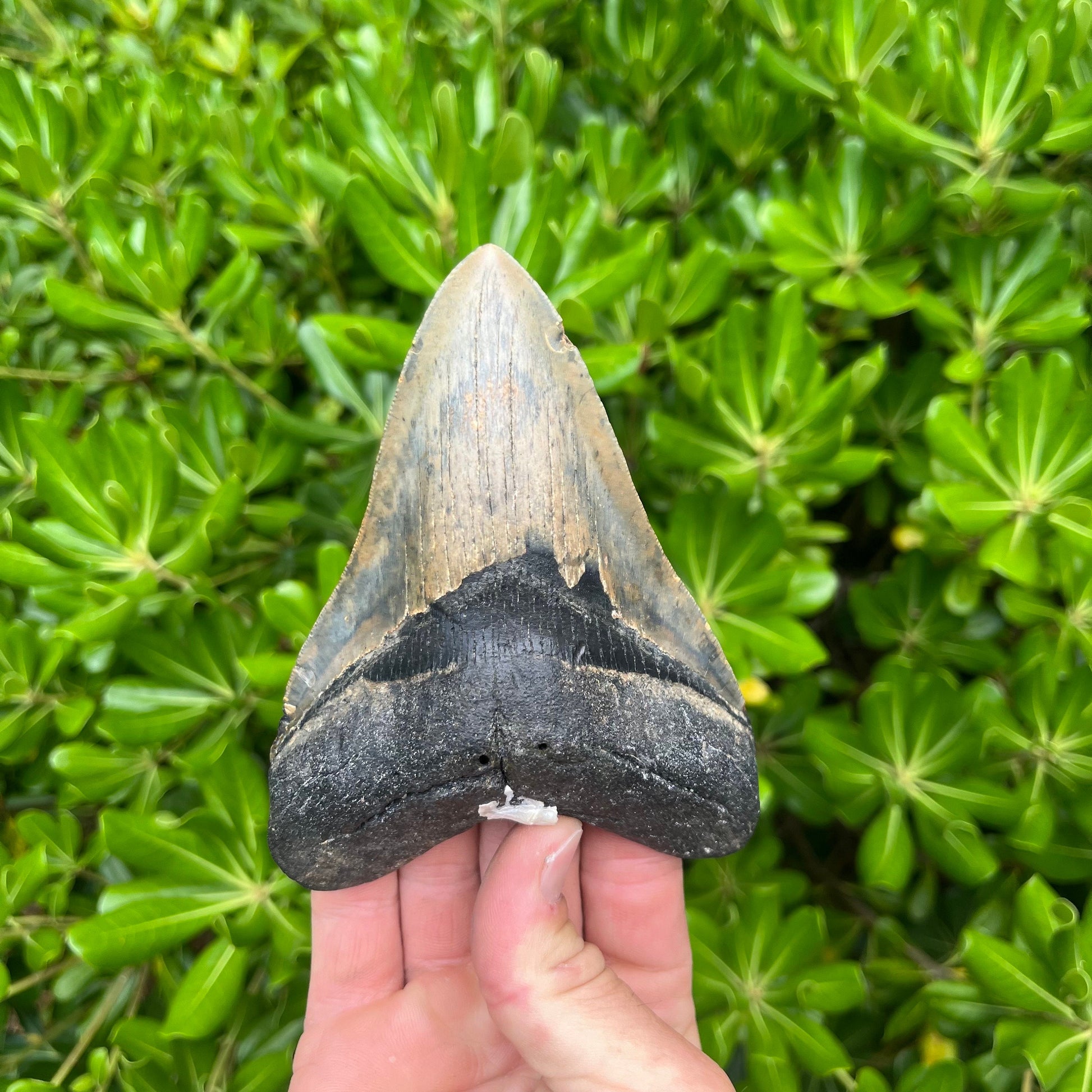 Authentic Megalodon Shark Tooth