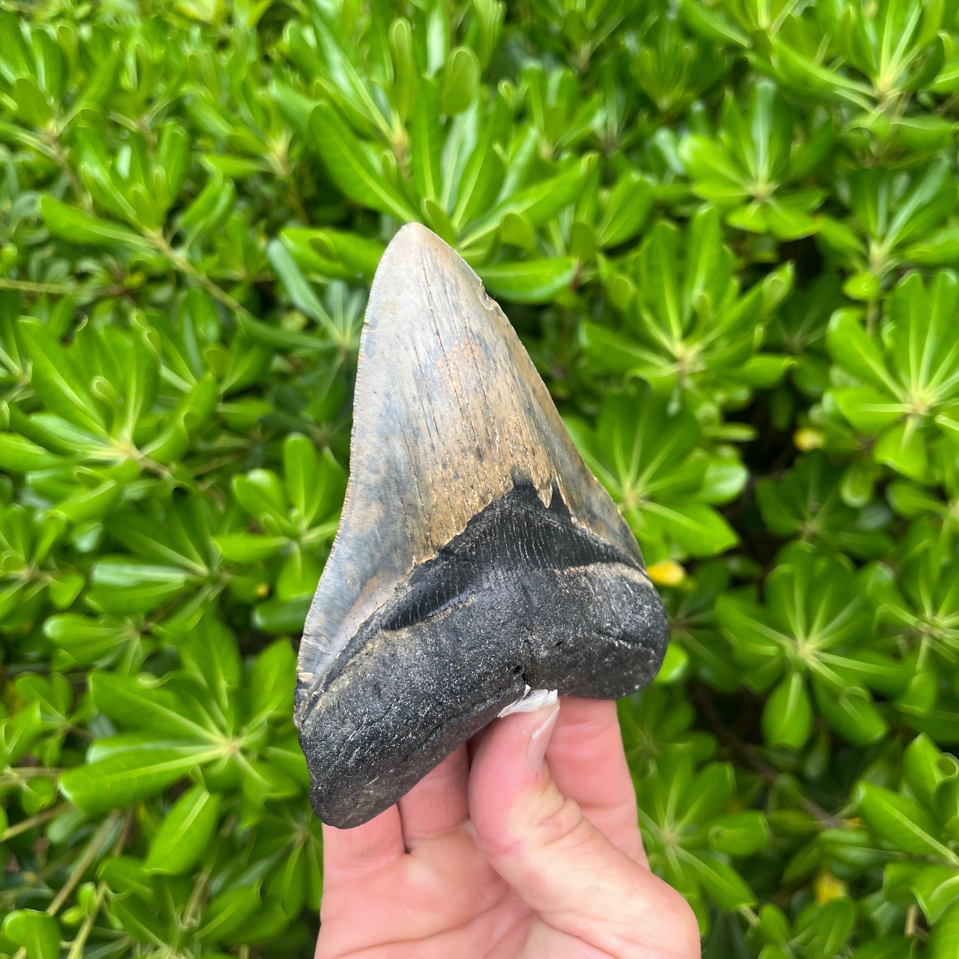 Authentic Megalodon Shark Tooth