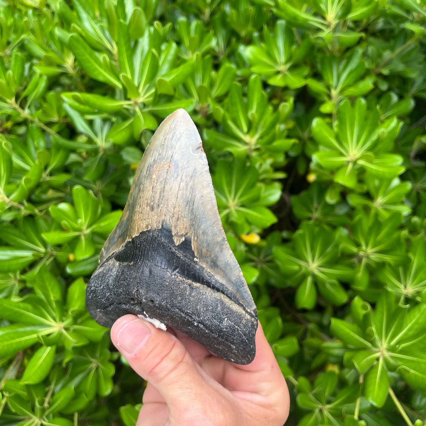 Authentic Megalodon Shark Tooth