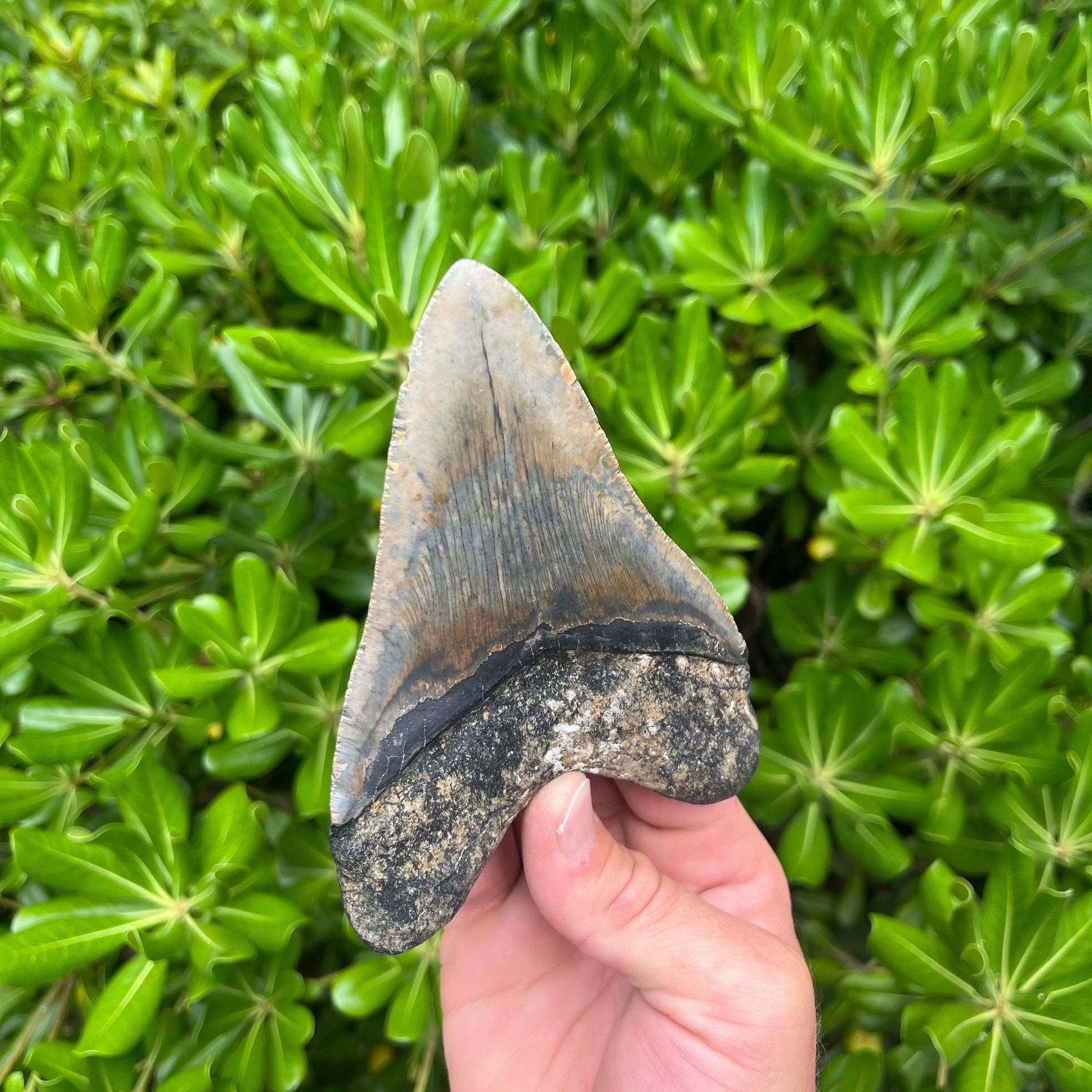 Authentic Megalodon Shark Tooth